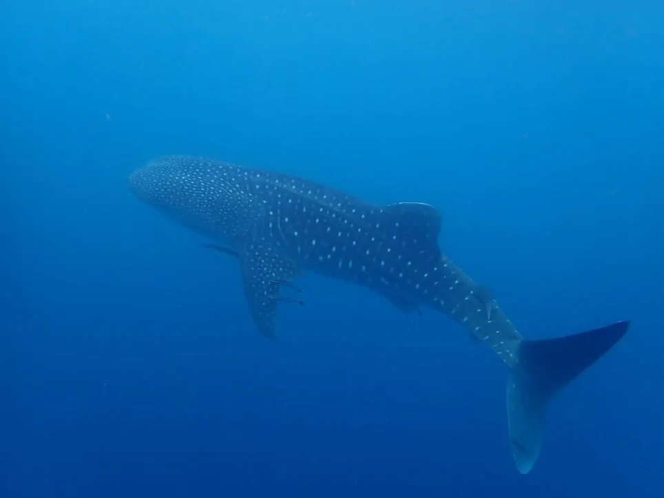 Snorkeling with Whale Sharks is pretty epic for a Tuesday in stunning Kwatisore, Indonesia🇮🇩🐋🐳