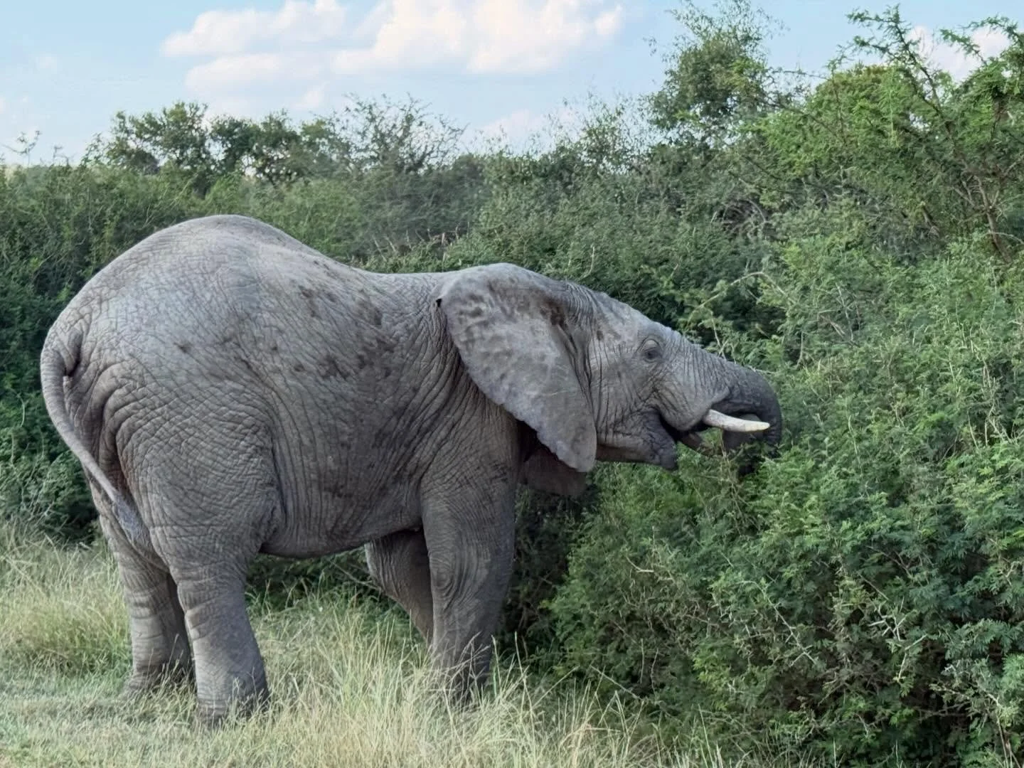 What an amazing first day we&rsquo;ve had at @kapamaprivategamereserve Staying at the Buffalo Camp, the guides are brilliant. Can&rsquo;t wait for day 2.