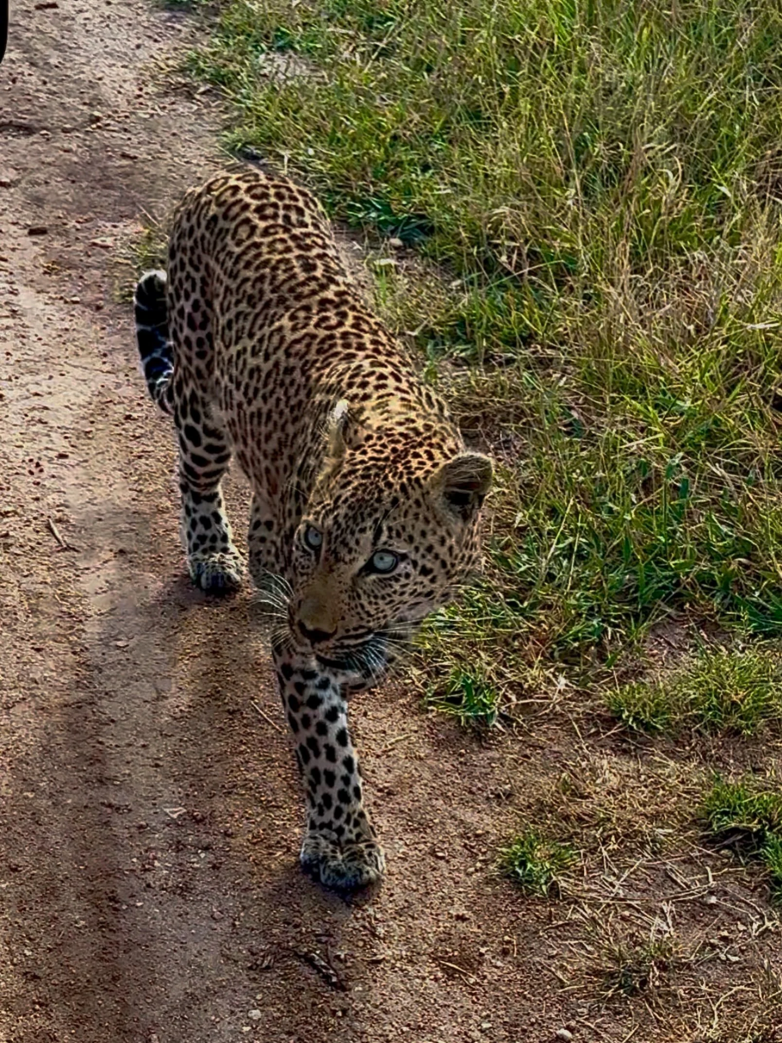 Walking into the weekend like a Leopard 🐆😎 #krugernationalpark #southafrica #thorneybushgamereserve