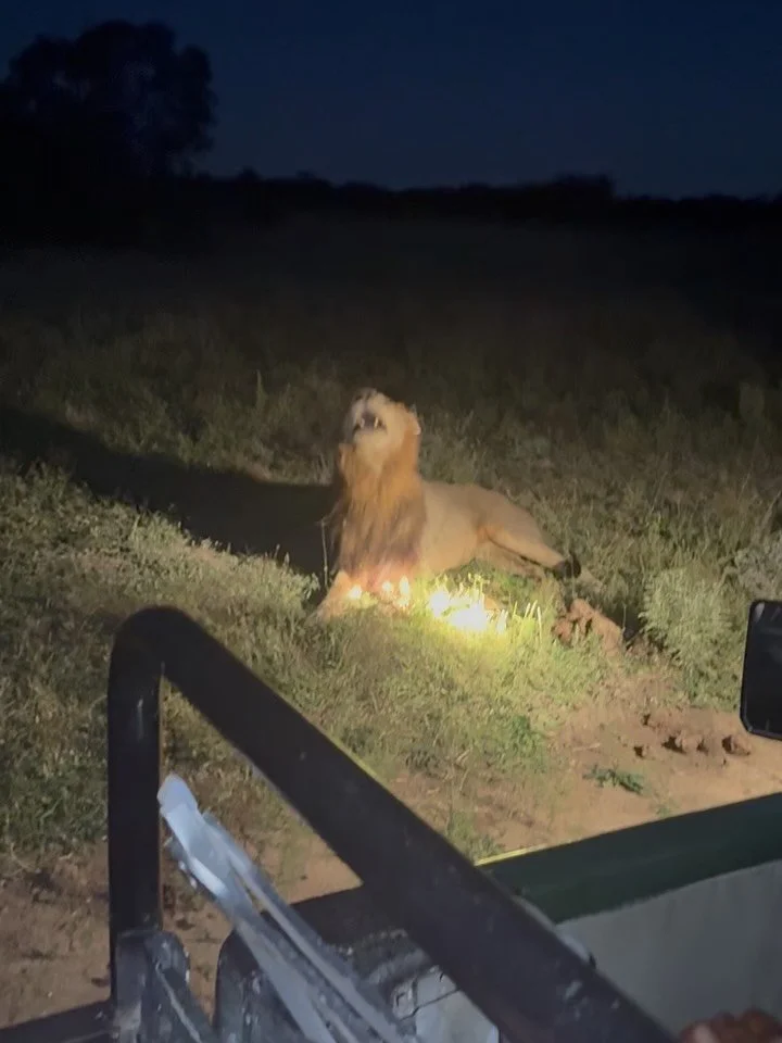 The end of a long day in @thornybush_nature_reserve did not disappoint with this incredible sighting of a male lion🦁