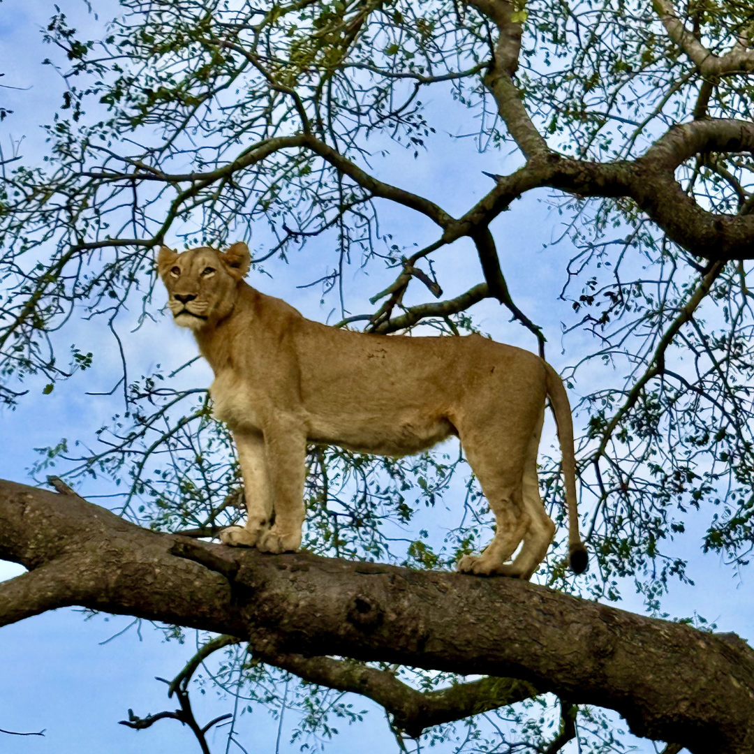 A lioness standing on a large tree branch against a blue sky with sparse leaves and branches.