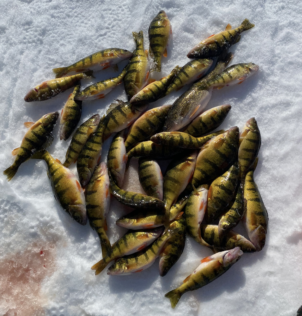 Screenshot 2026-01-18 at 8.08.27 PM.png