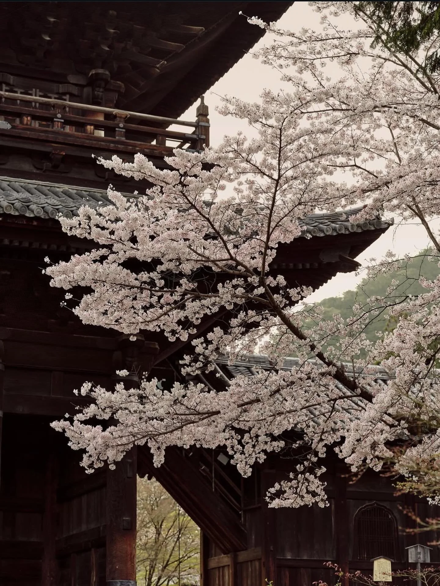 Amazing cherry blossoms moment 🌸

📷 Aman Kyoto