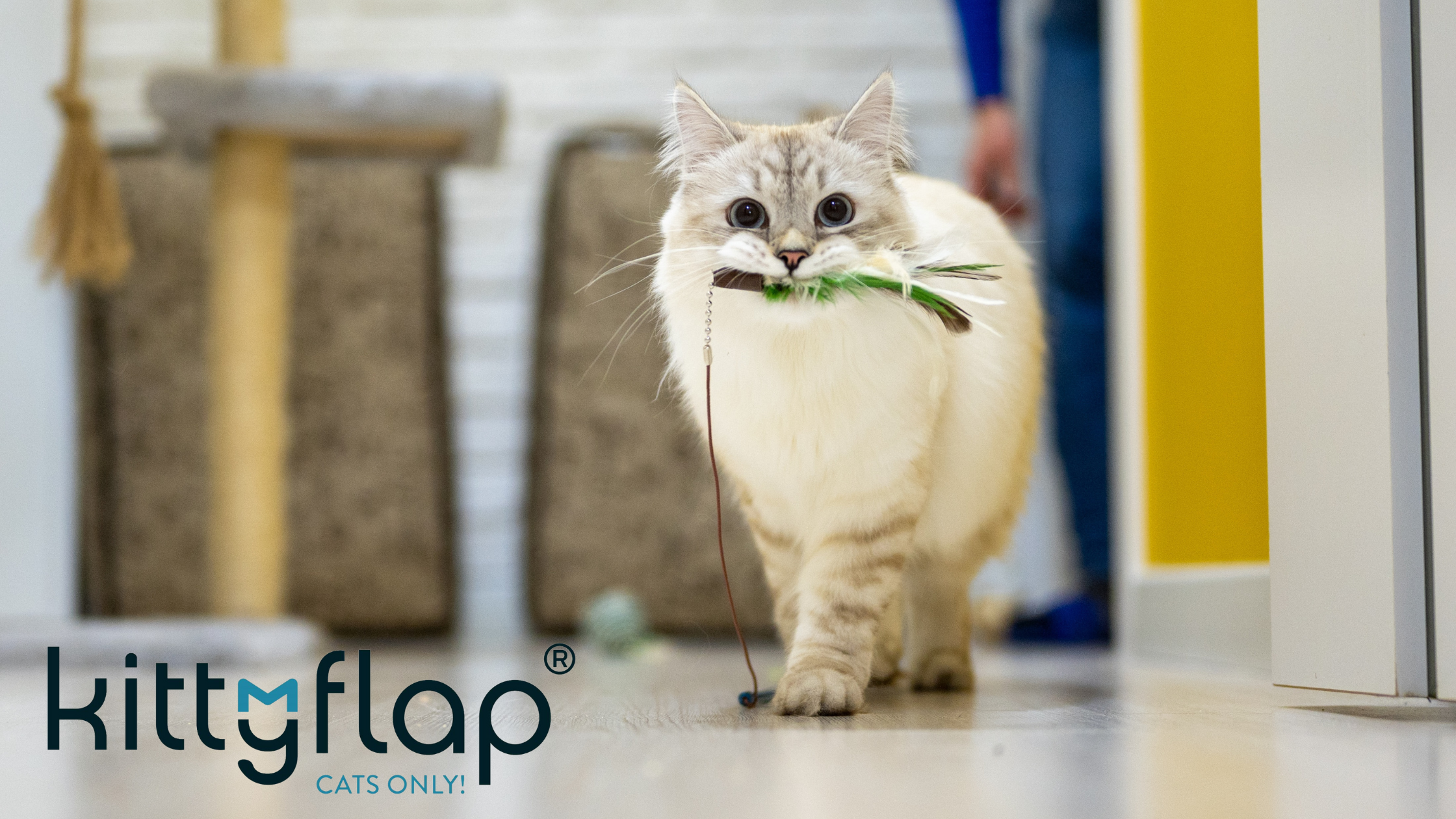 Anwendungsfall KittyFlap: Kein Katz-und-Maus-Spiel dank smarter Katzenklappe