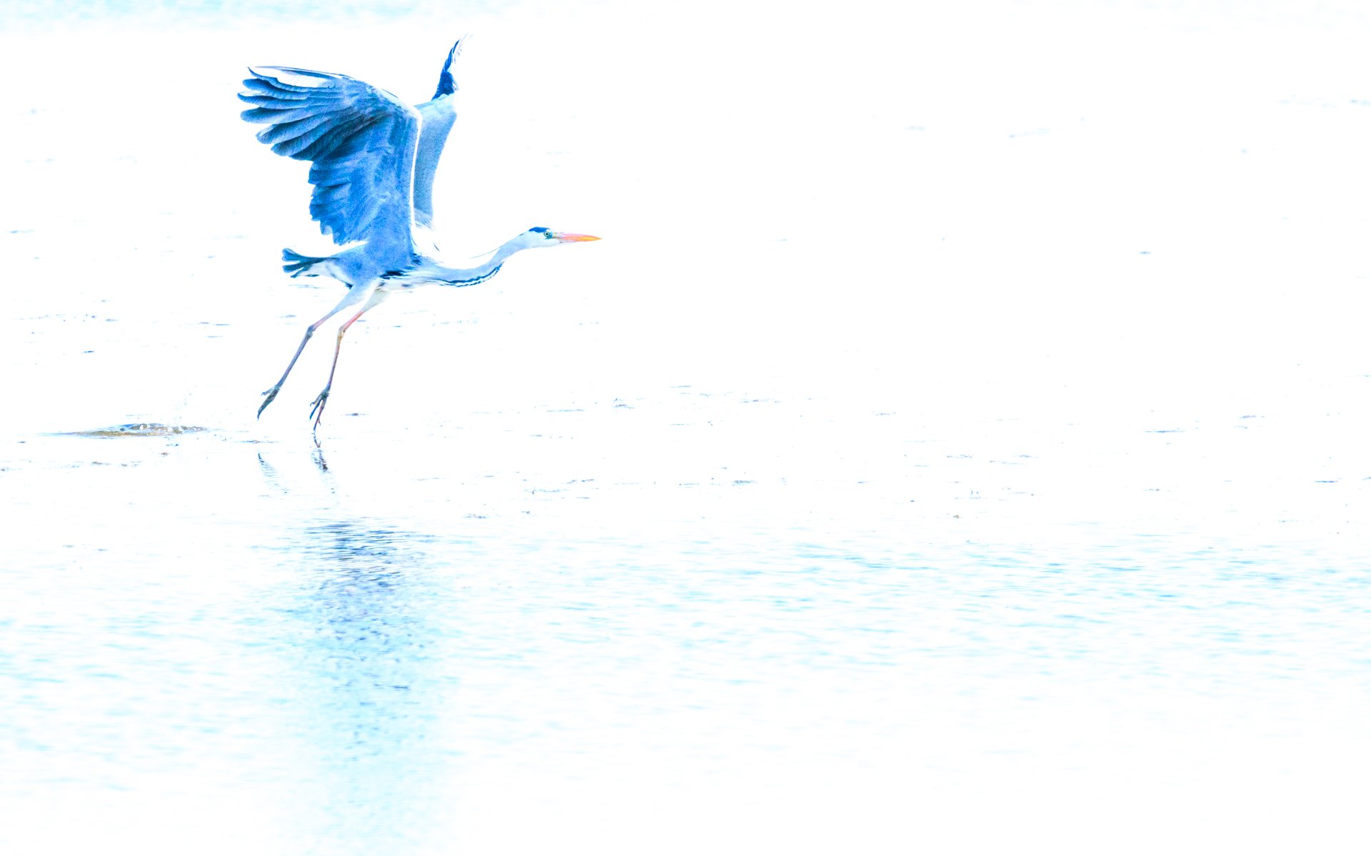 aweb-grey heron in blues-camargue.jpg
