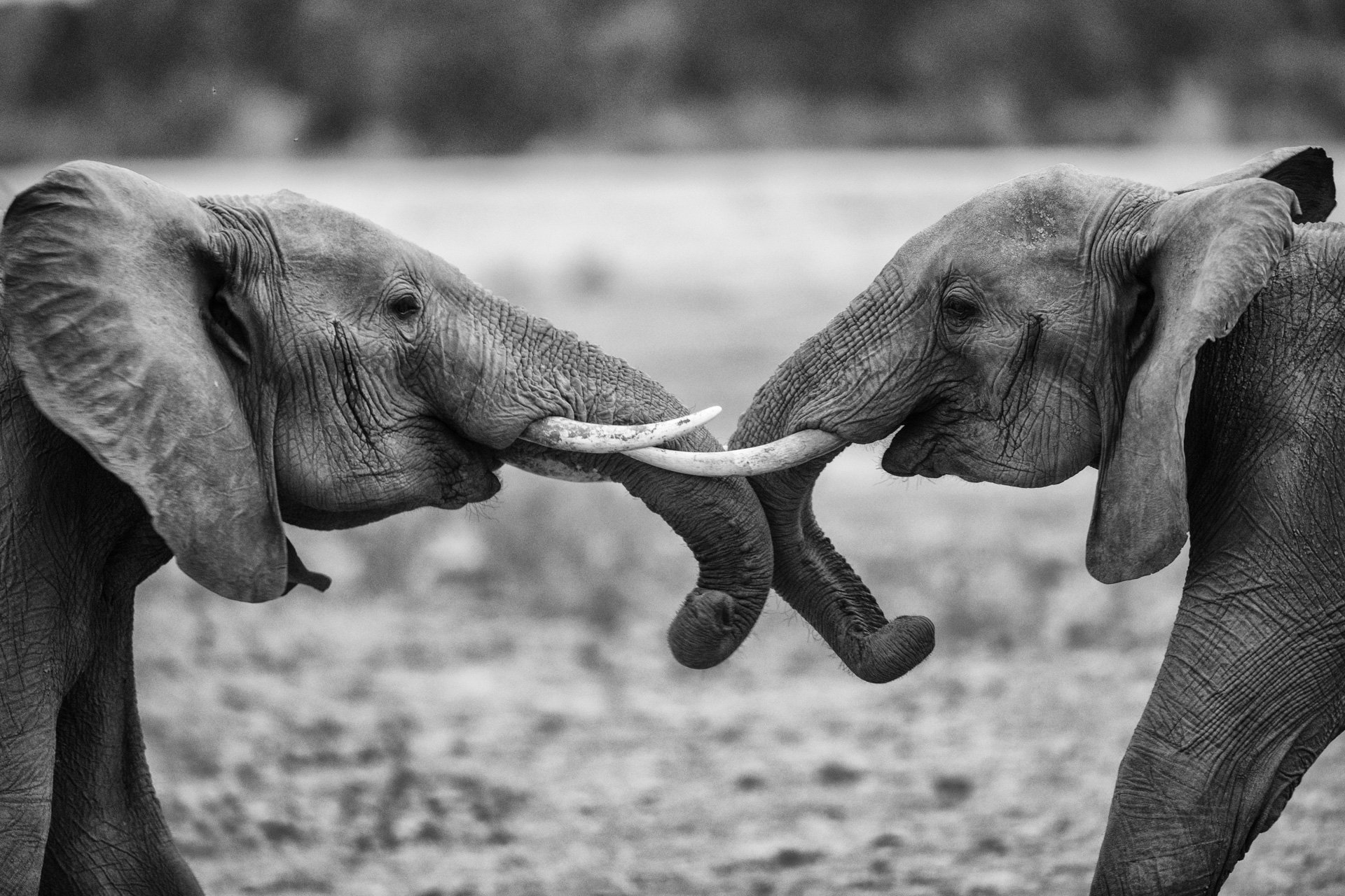 aweb2-elephants-black and white.jpg