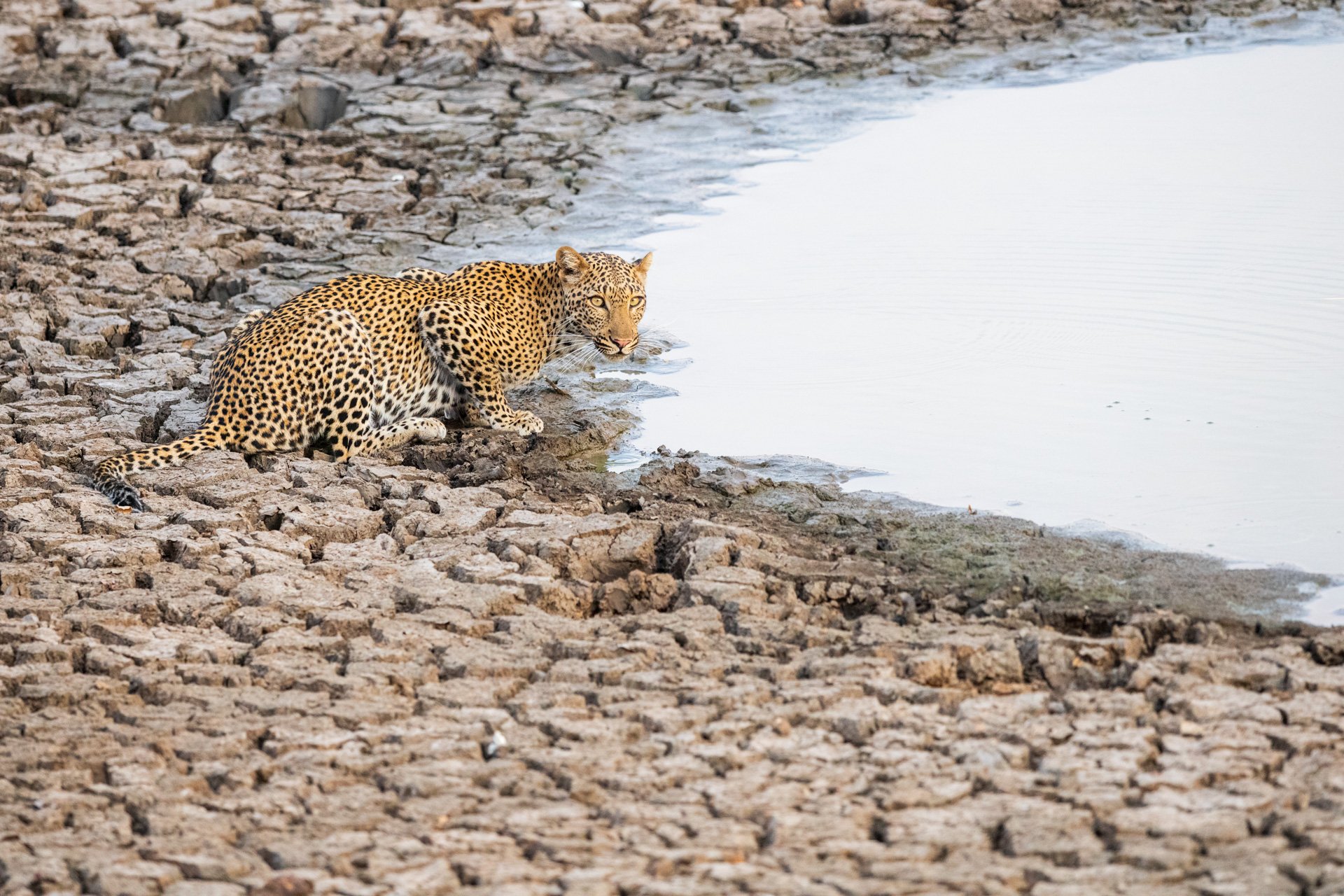 aweb2-leopard drinking-mammals.jpg