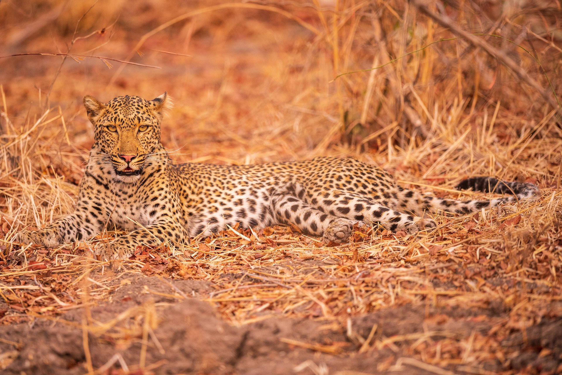 aweb2-leopard vegetation-mammals.jpg