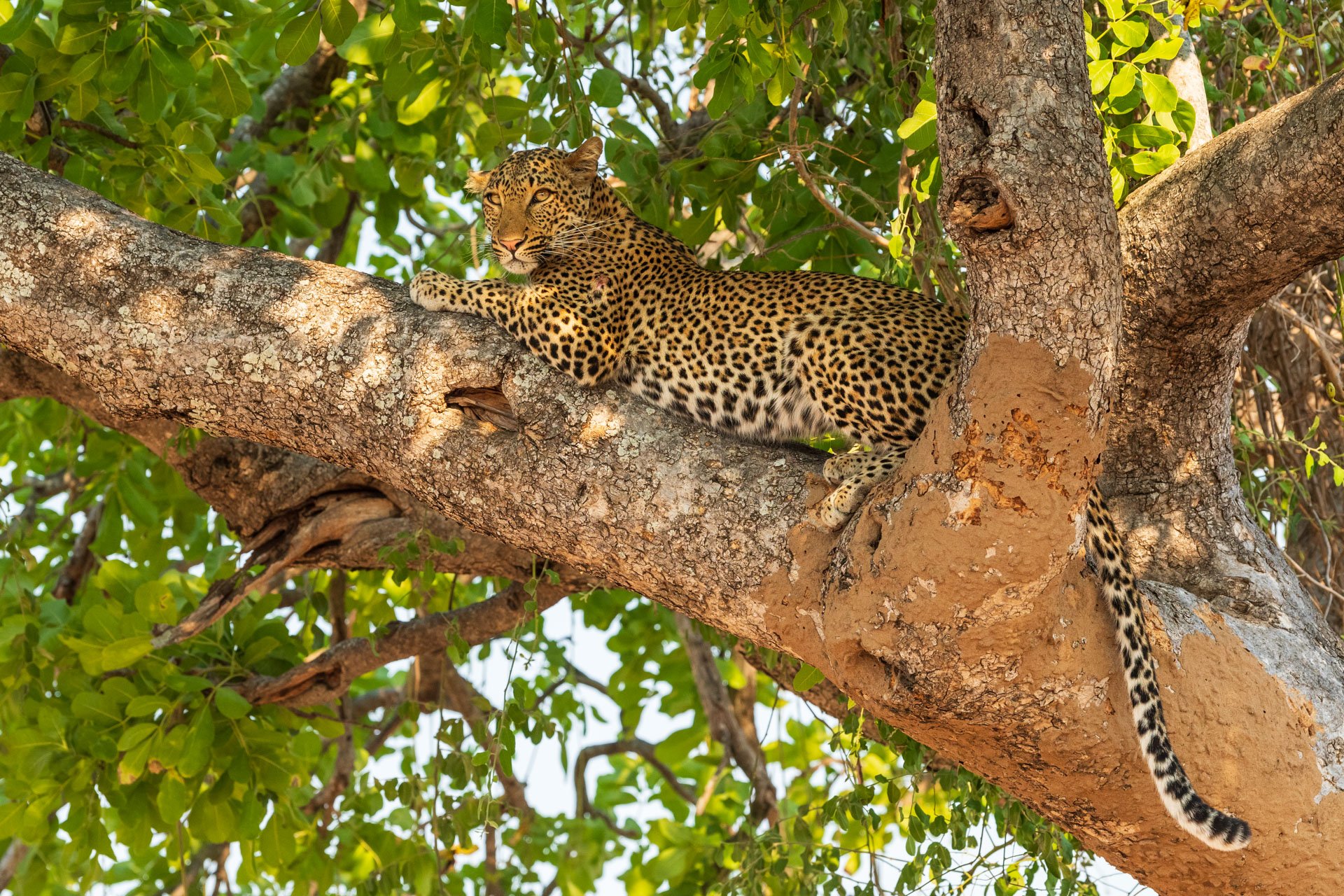 aweb2-leopard-mammals.jpg