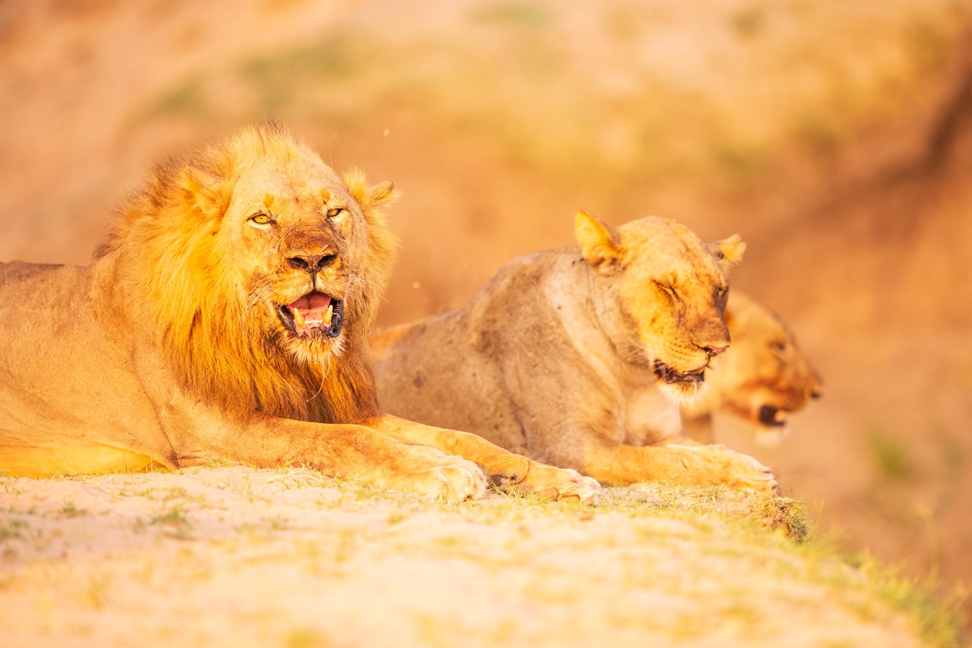 aweb2-lions-mammals.jpg