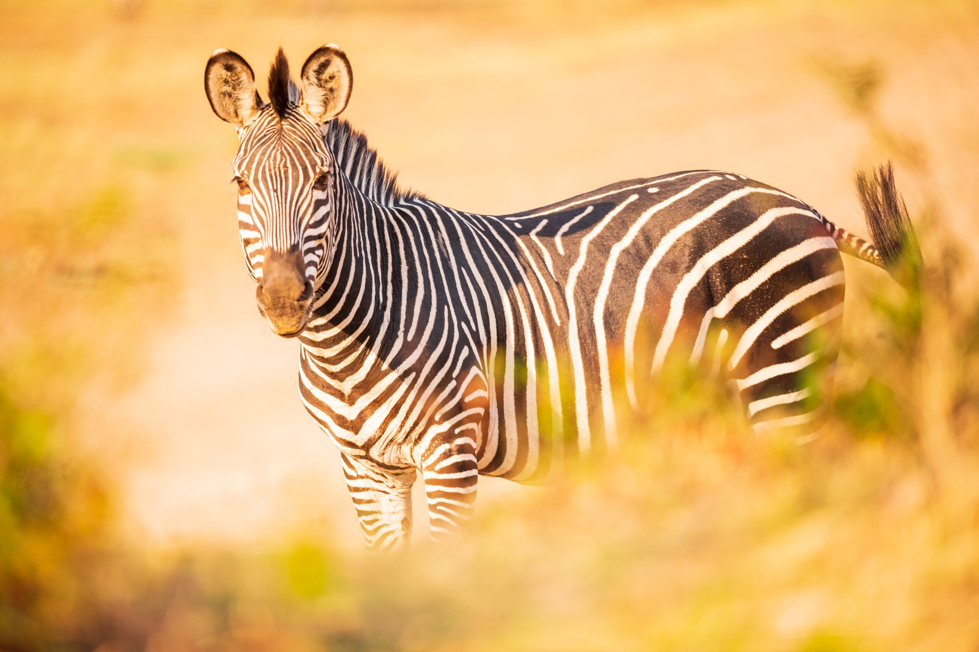 aweb2-zebra-mammals.jpg