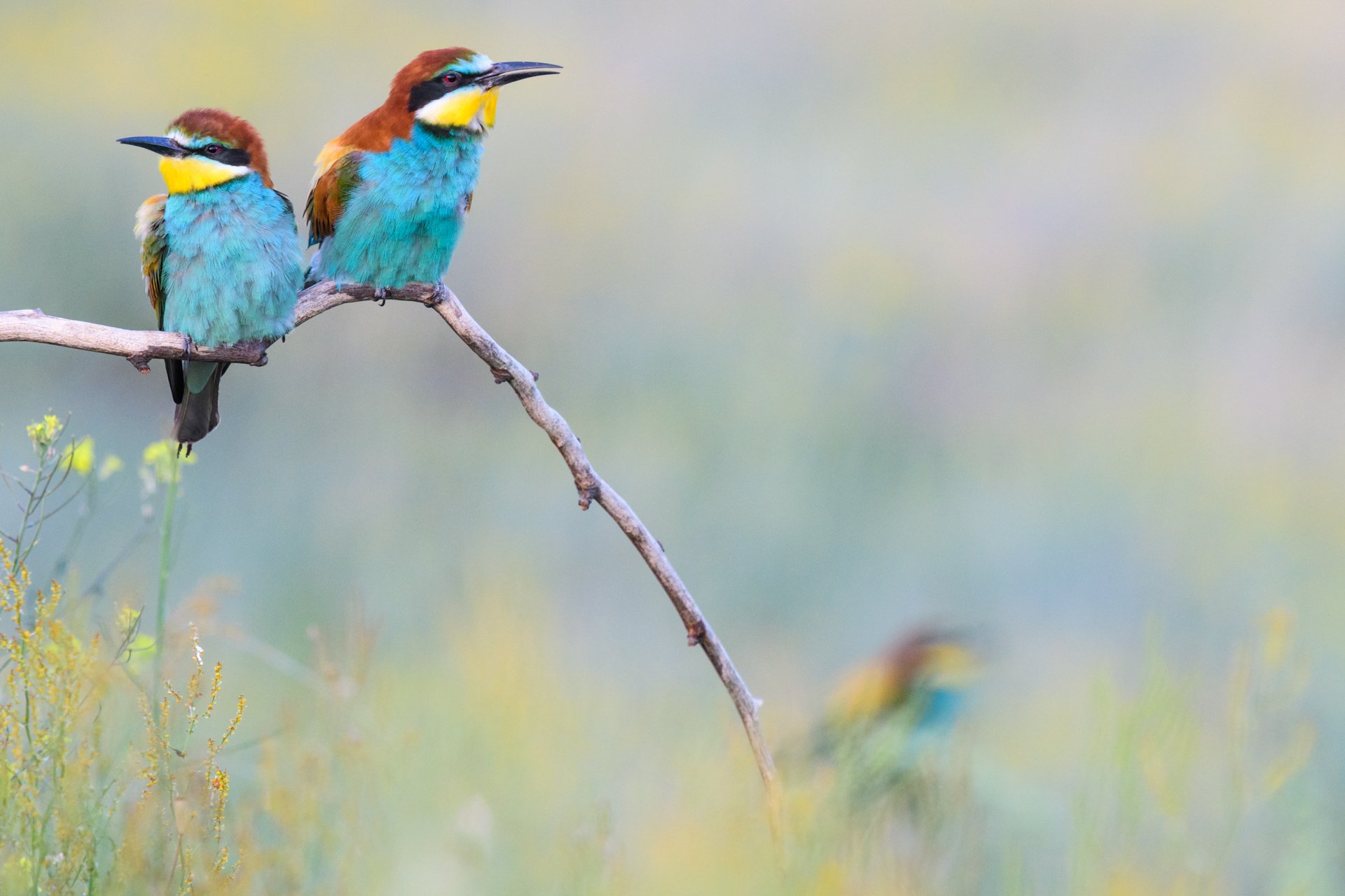 aweb2-bee-eaters-birds.jpg