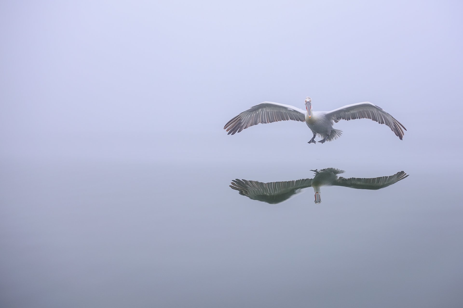 aweb2-dalmatian landing-birds.jpg