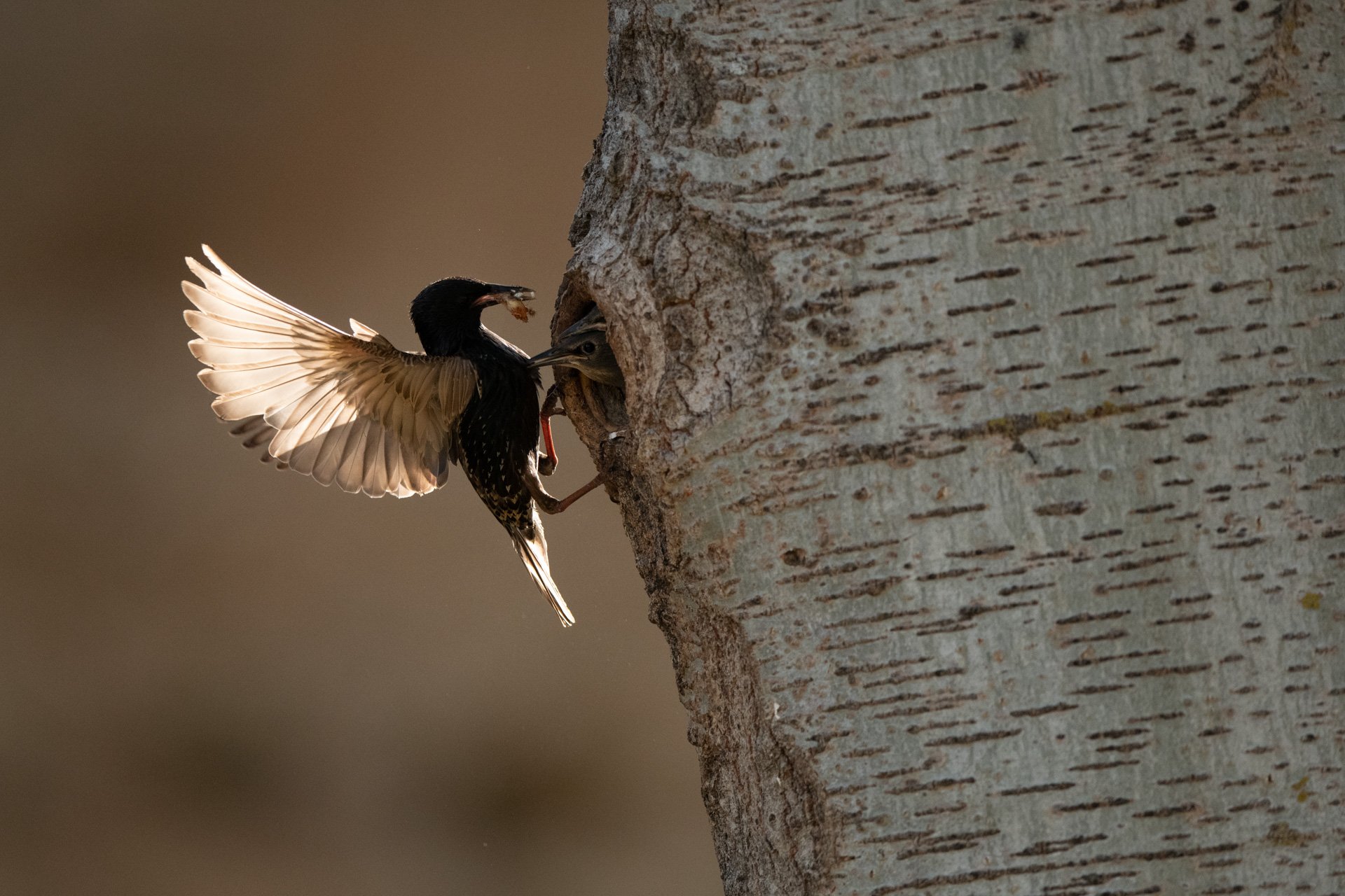 aweb2-starling nest-birds.jpg