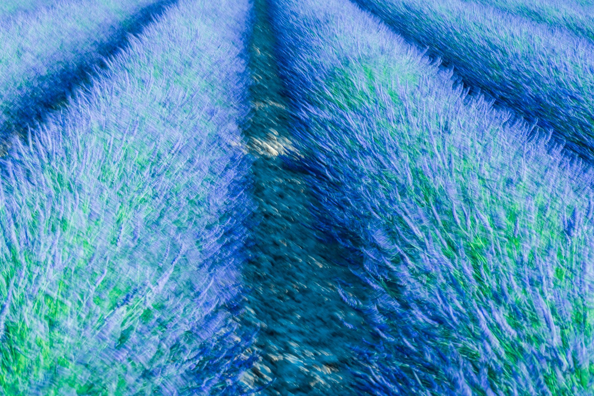 aweb2-lavender blues-provence.jpg