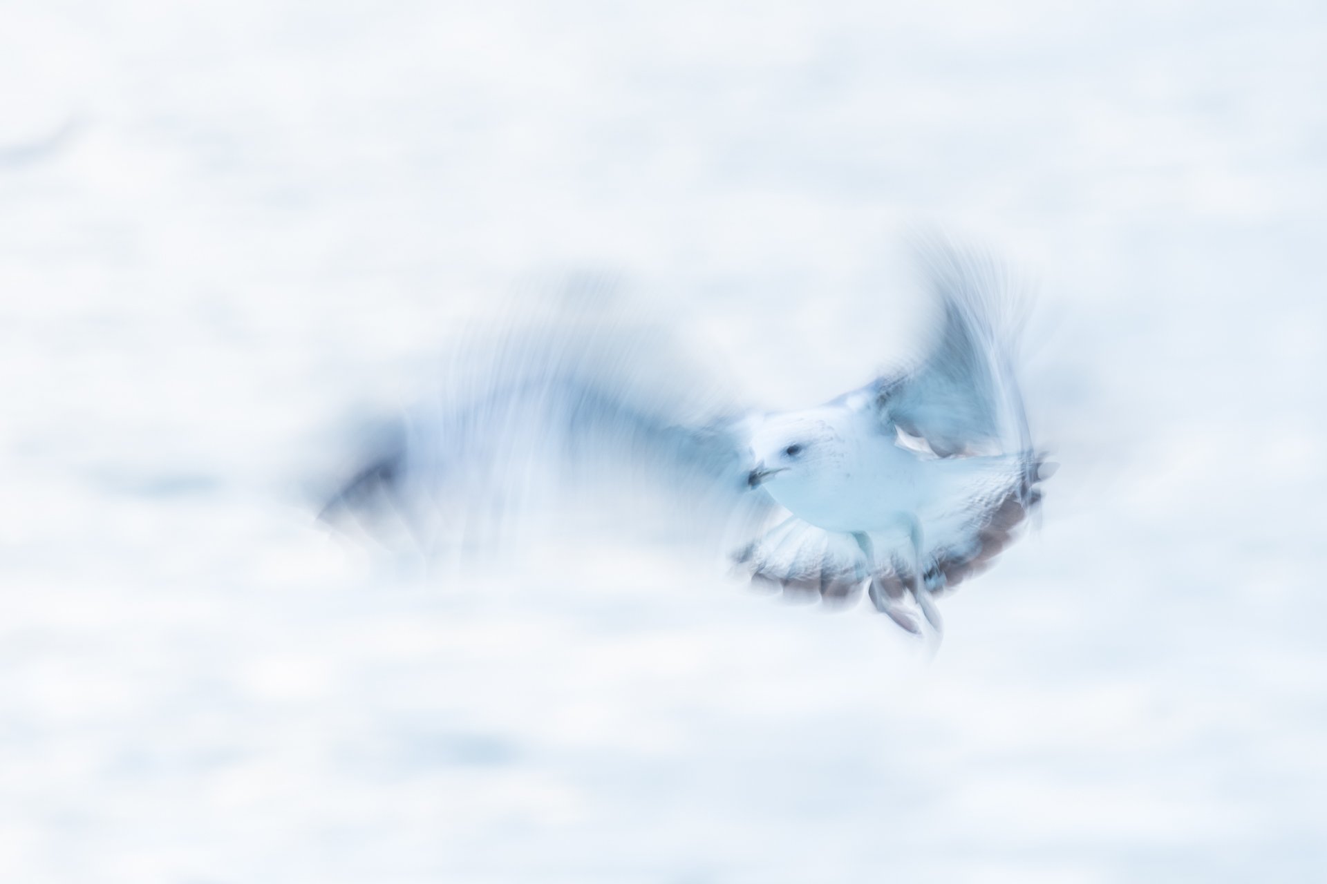 aweb3-gull-wildlife in motion.jpg