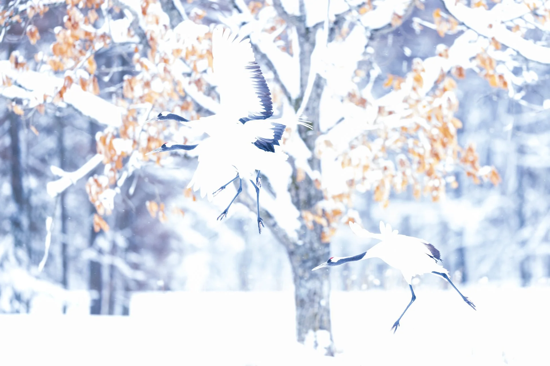 square-japanese symphony.jpg