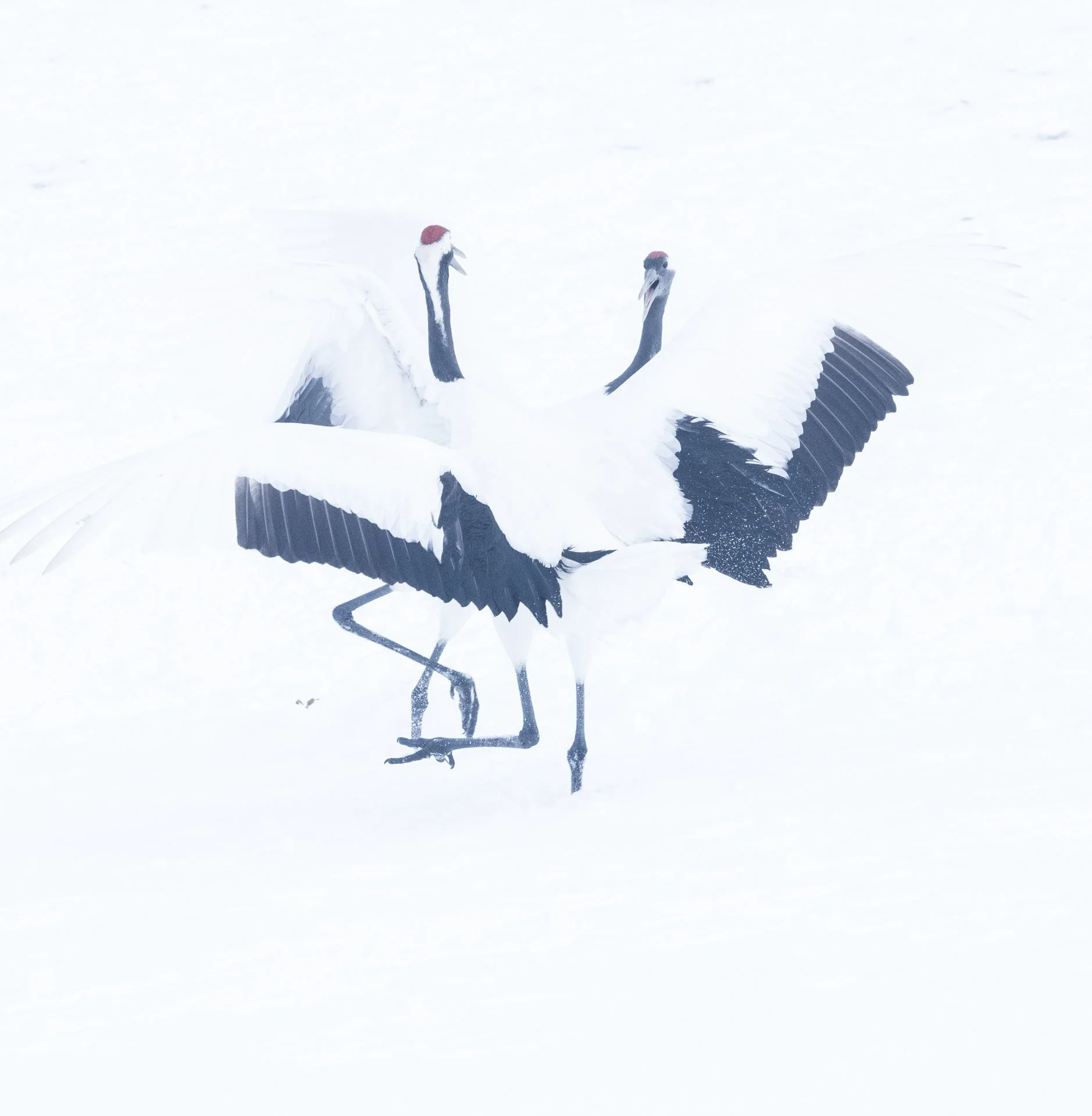 square-crane dancing-2.jpg