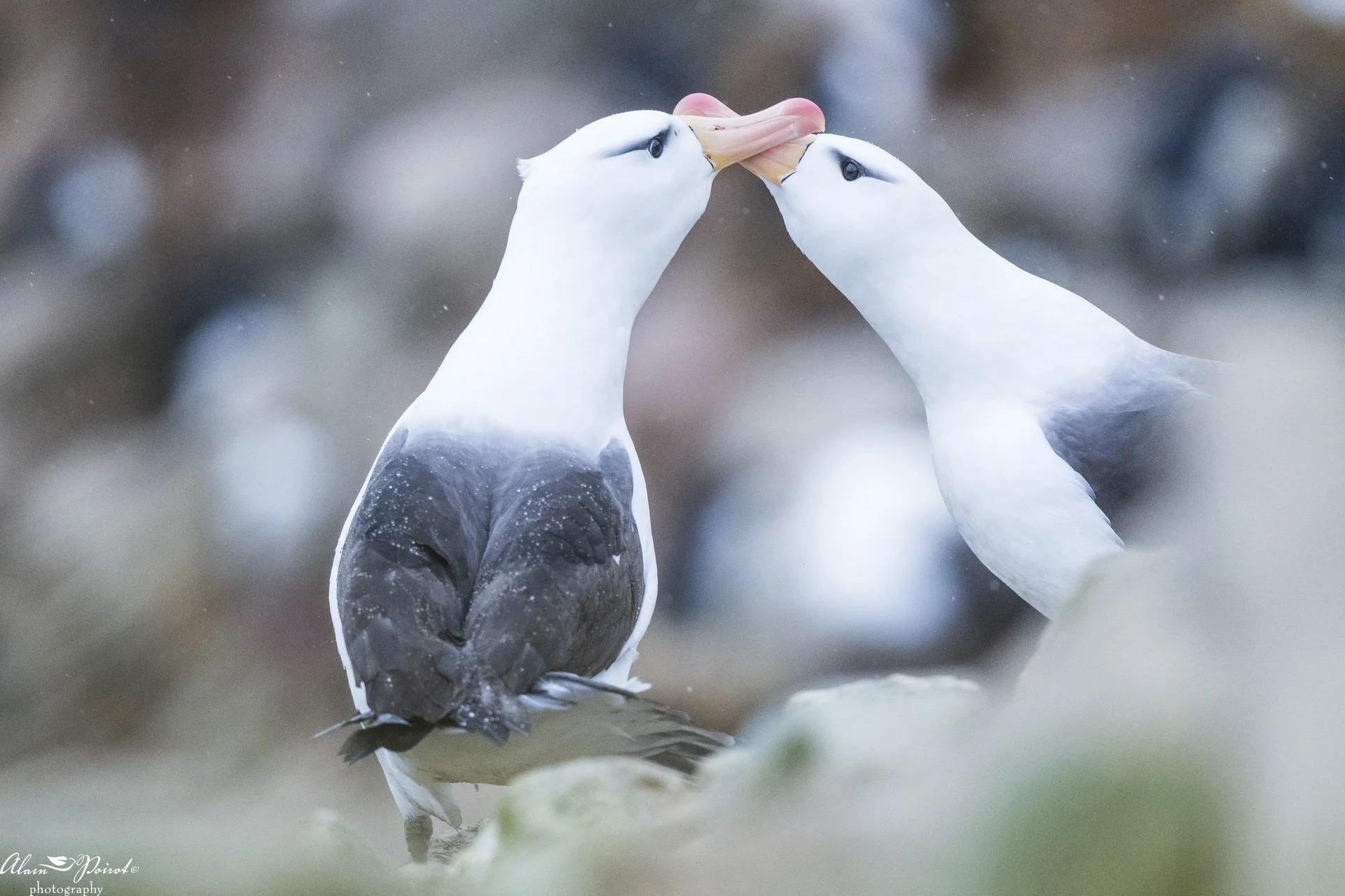 square-black browed.jpg