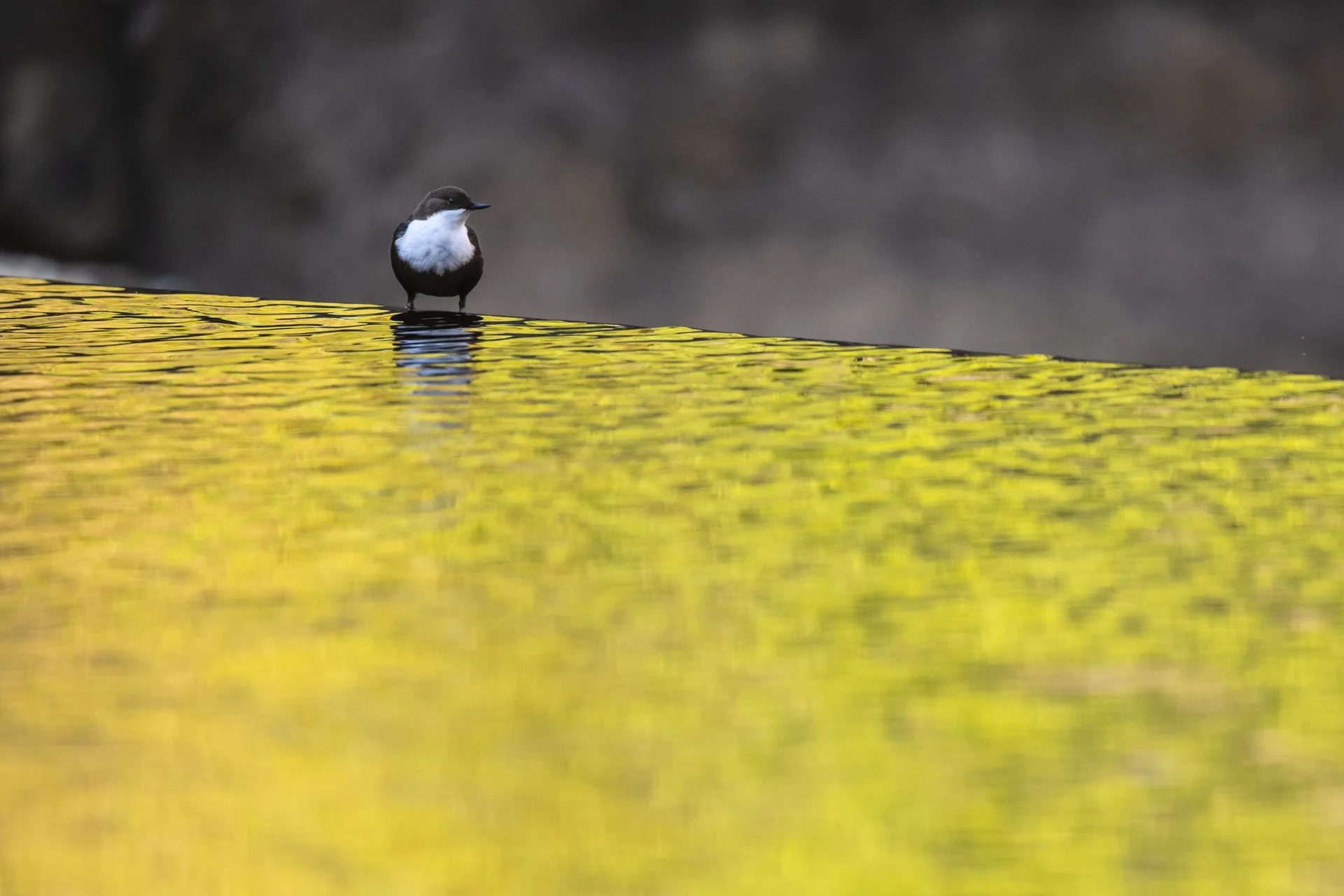 square-gold dipper.jpg