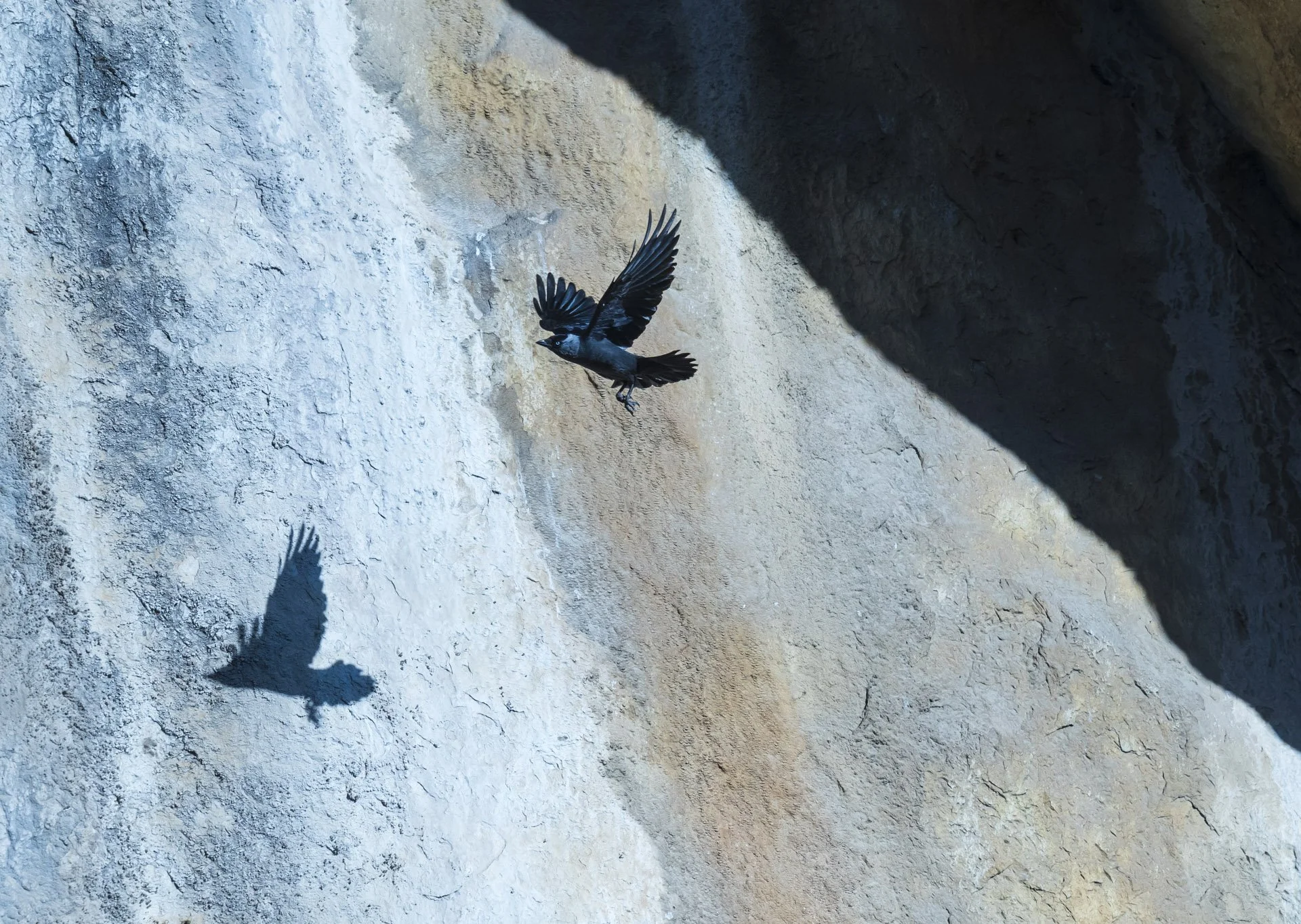 square-alter ego.jpg