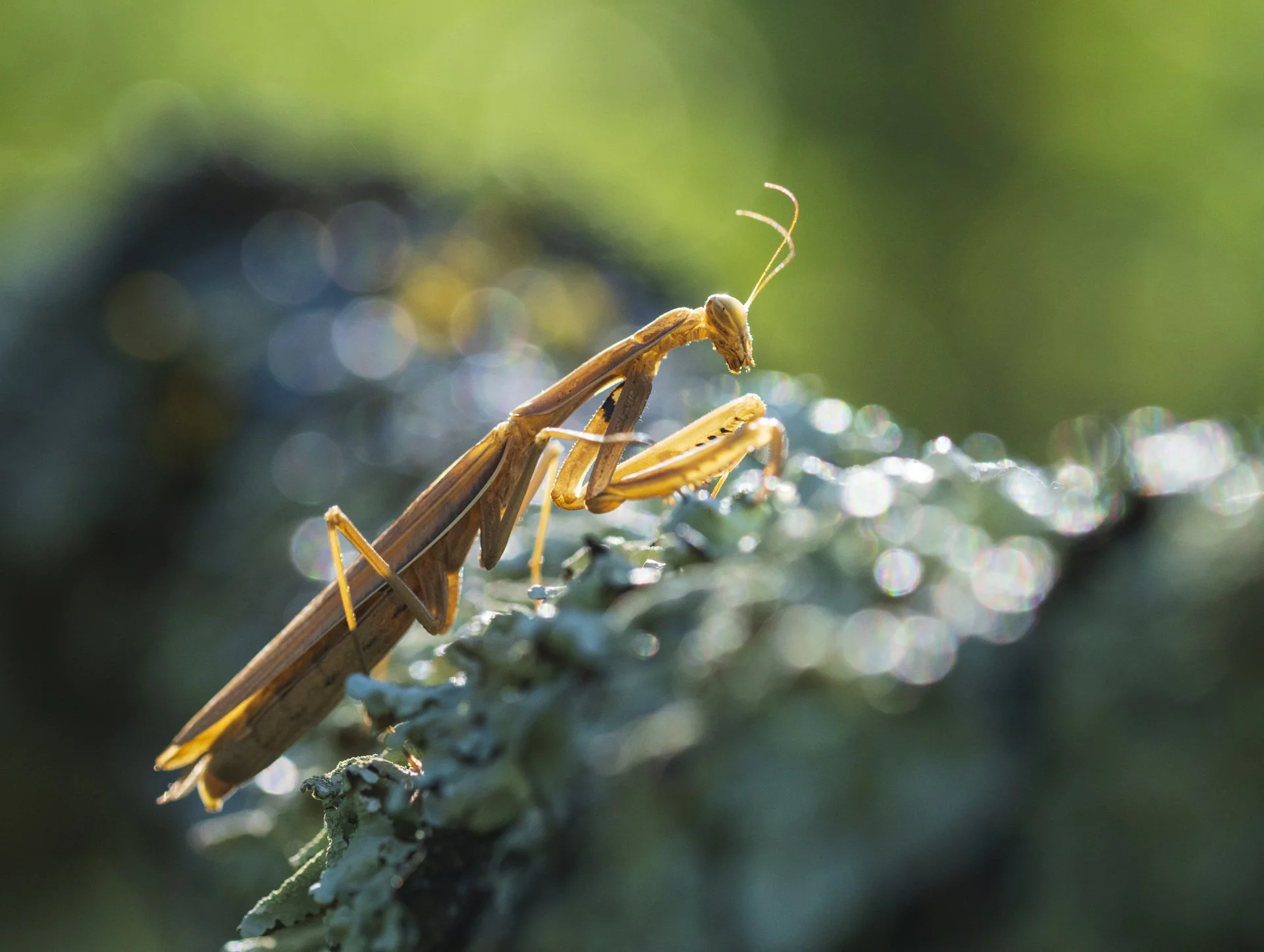 square-bubble feast.jpg