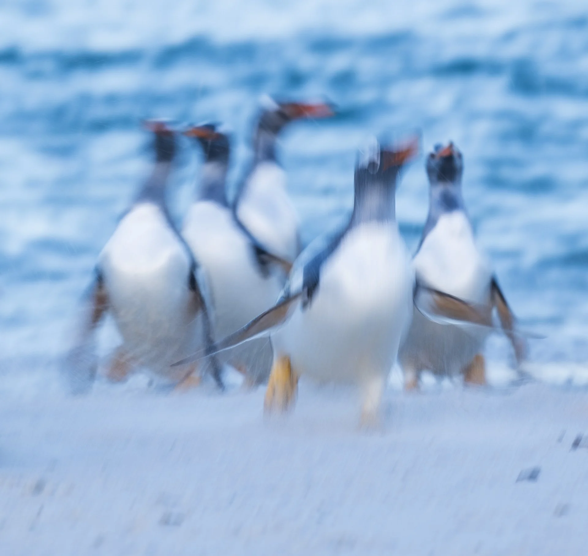 square-penguins motion.jpg