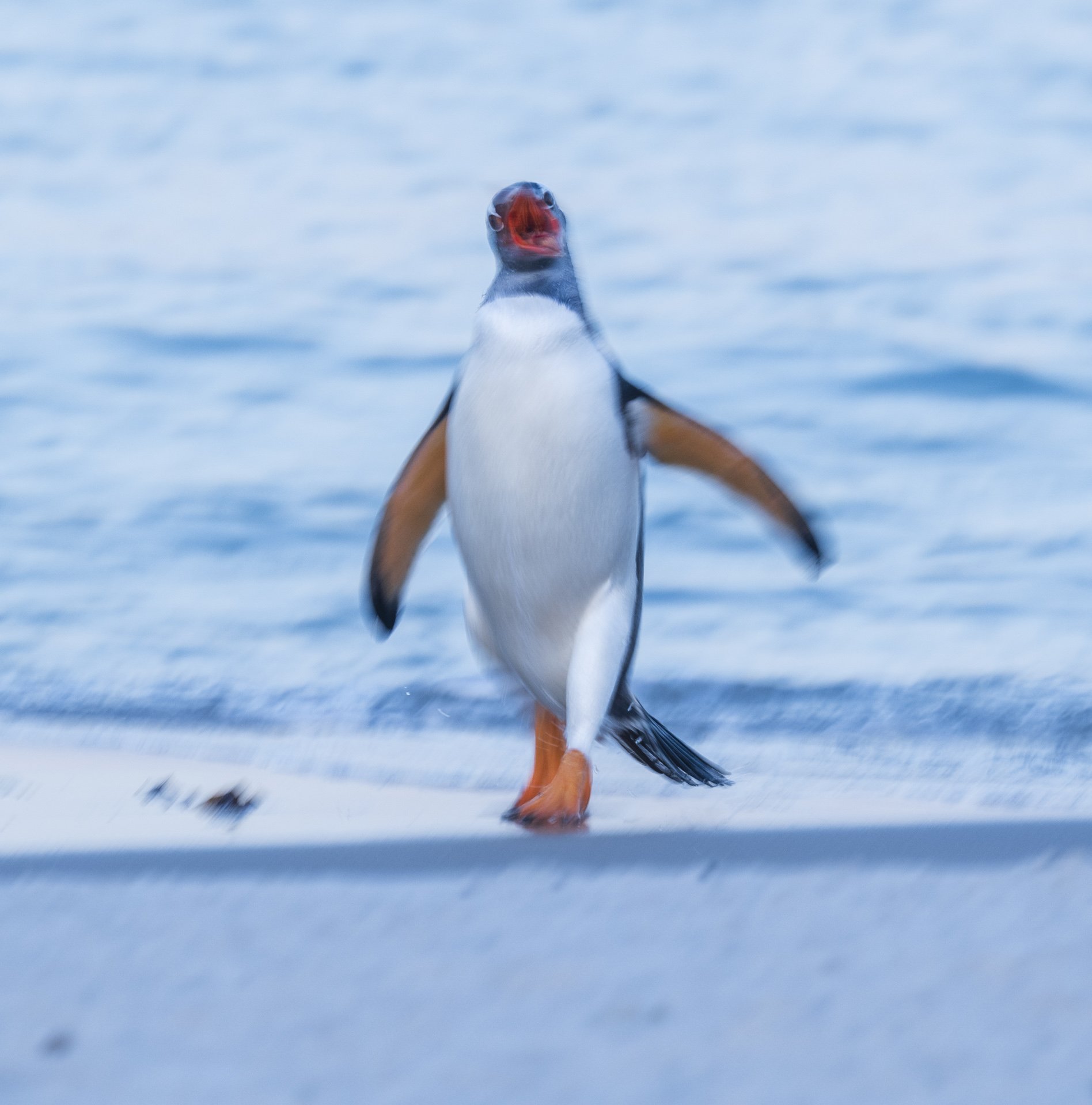 square-penguins scream.jpg