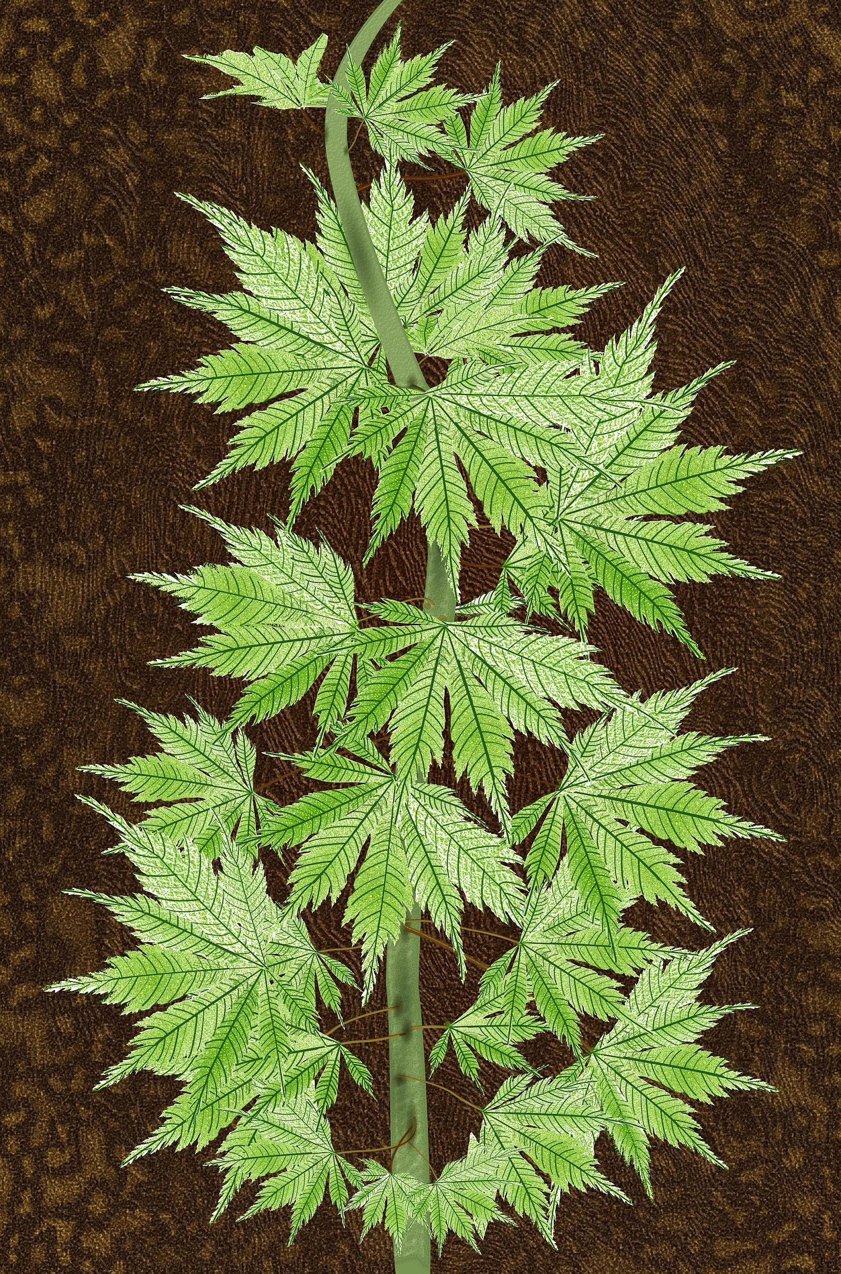 Acer Ariadne in the Spring - 24" w x 36" t