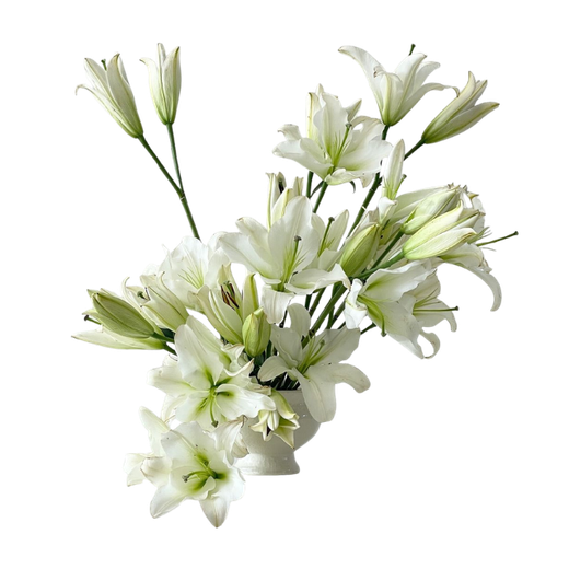 White lilies arranged together.