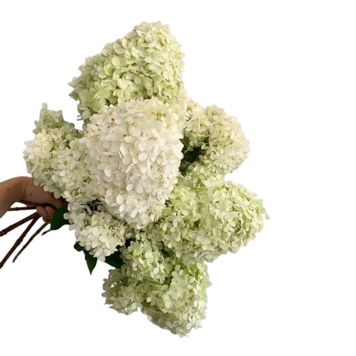 A hand holding a bouquet of white and pale green hydrangea flowers against a black background.