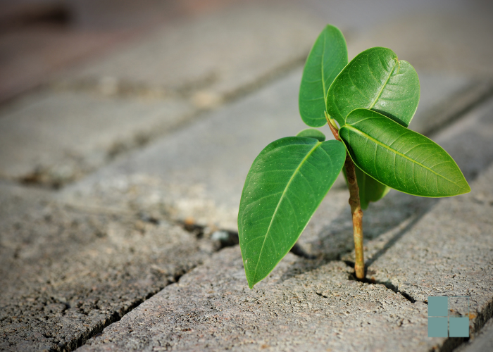 The Path Through Adversity