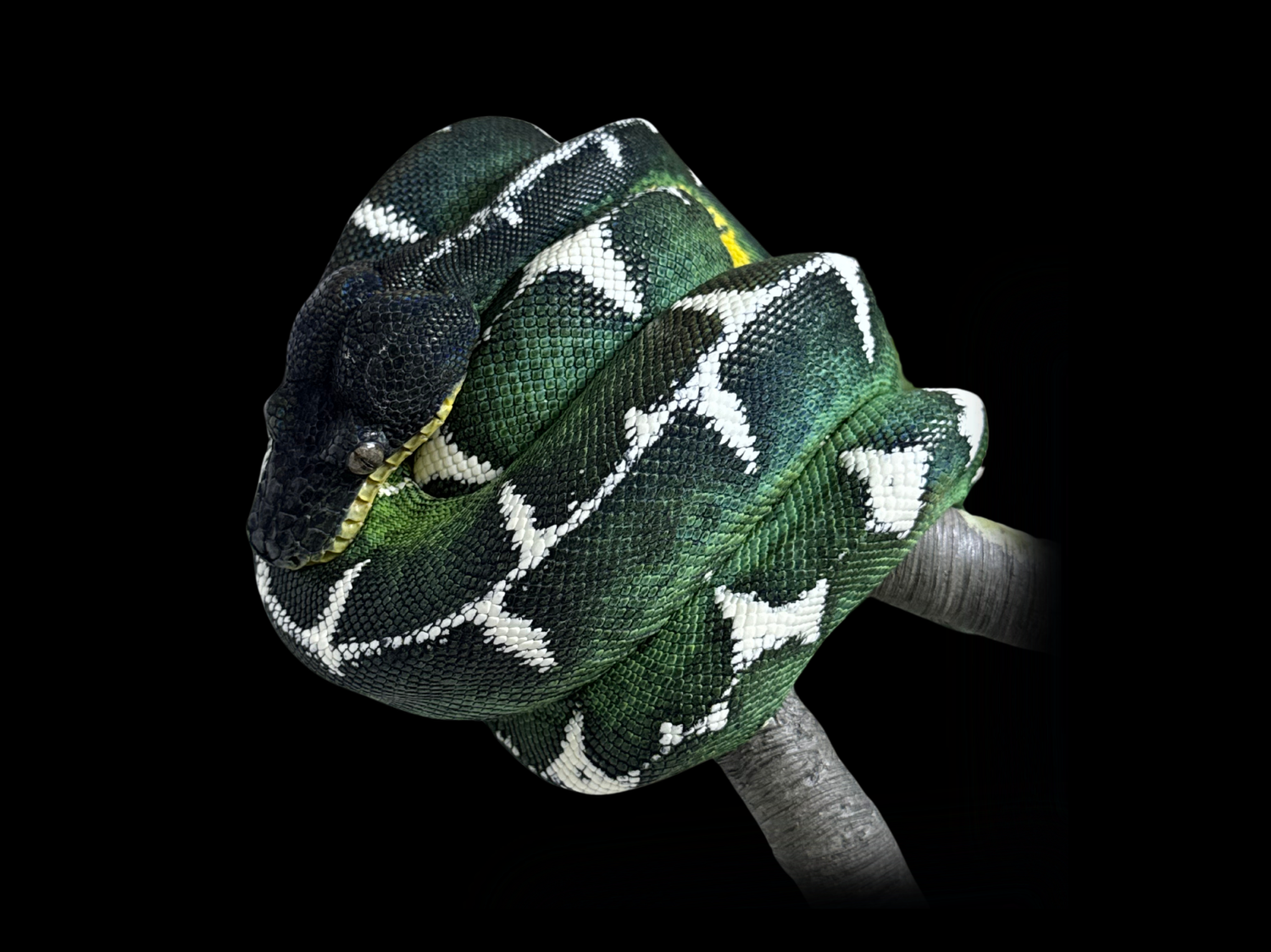 Available Snakes | Amazon Basins