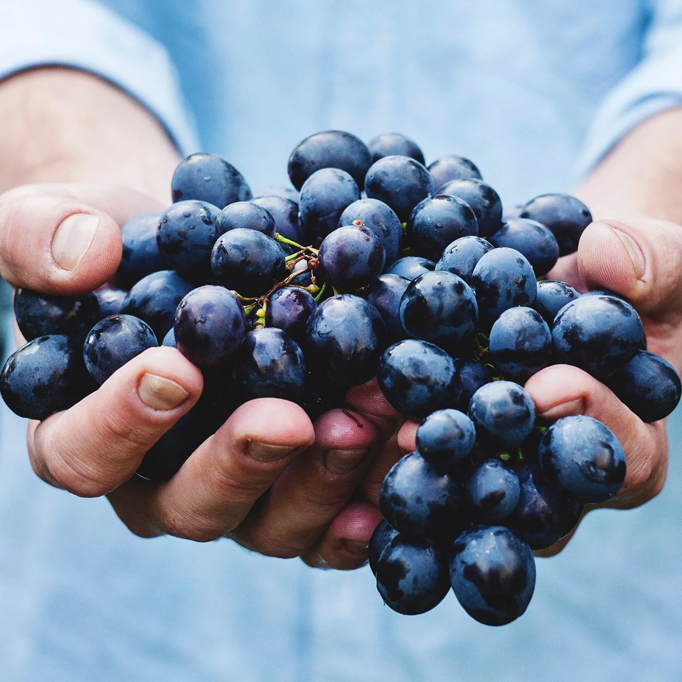 Fruit-Bearing -                  The Purpose of Being Christians