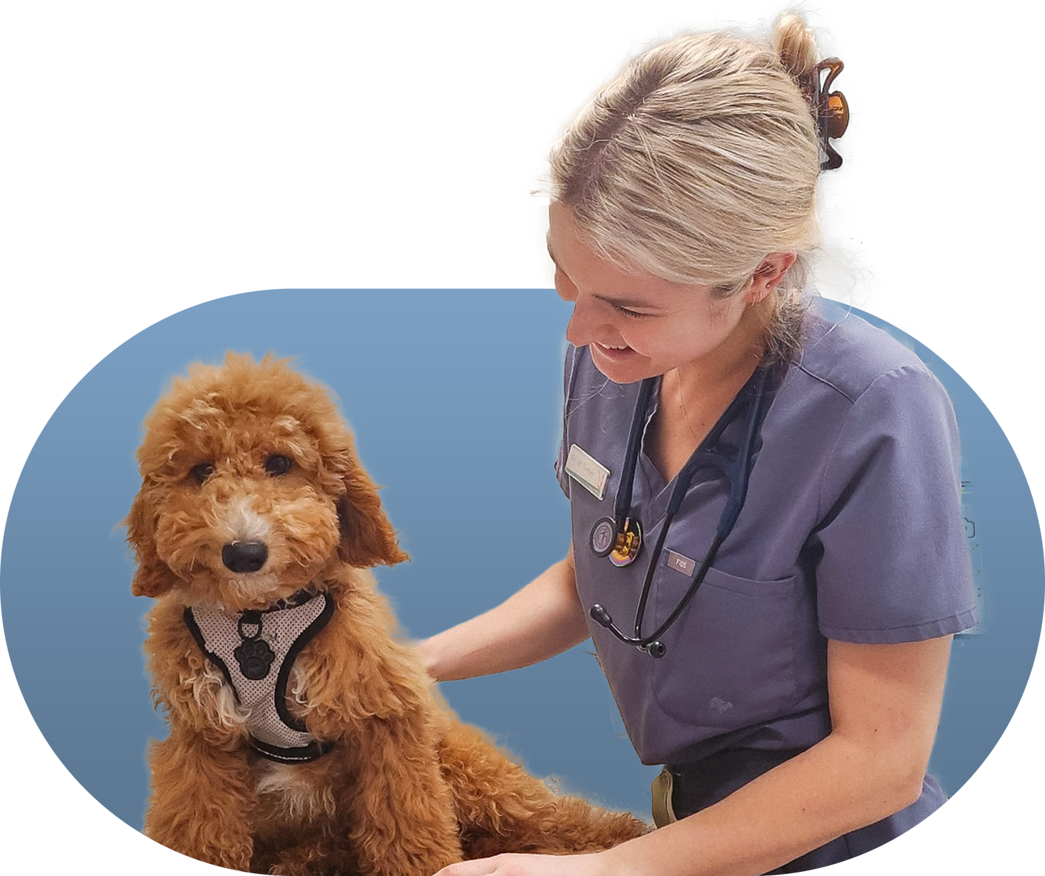 Services — Prince Edward Animal Clinic