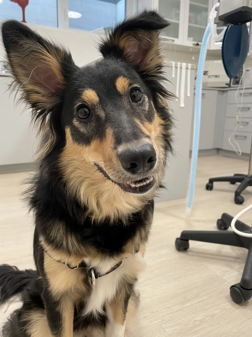 About — Prince Edward Animal Clinic