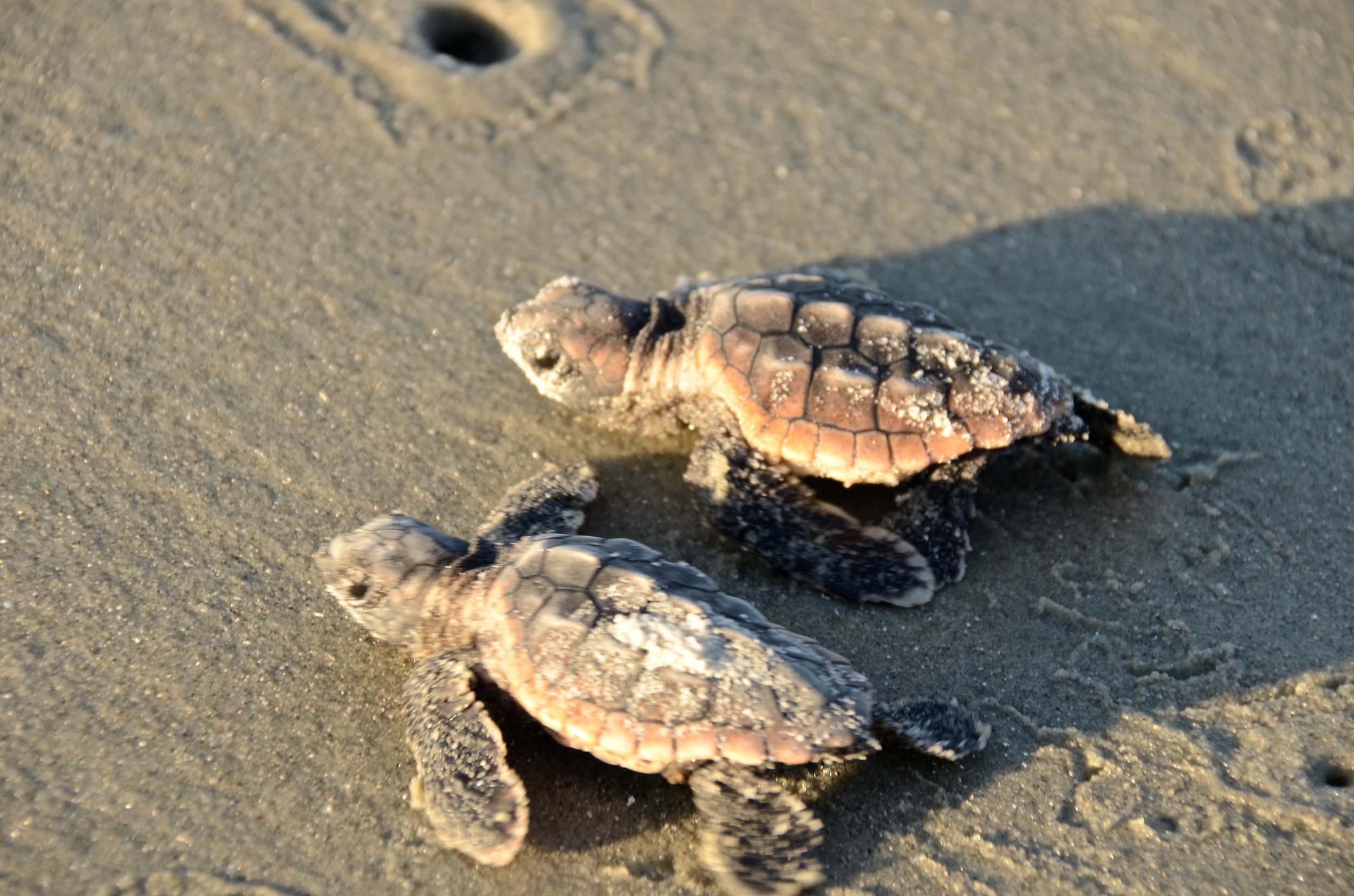 Baby Sea Turtles — SEE Turtles