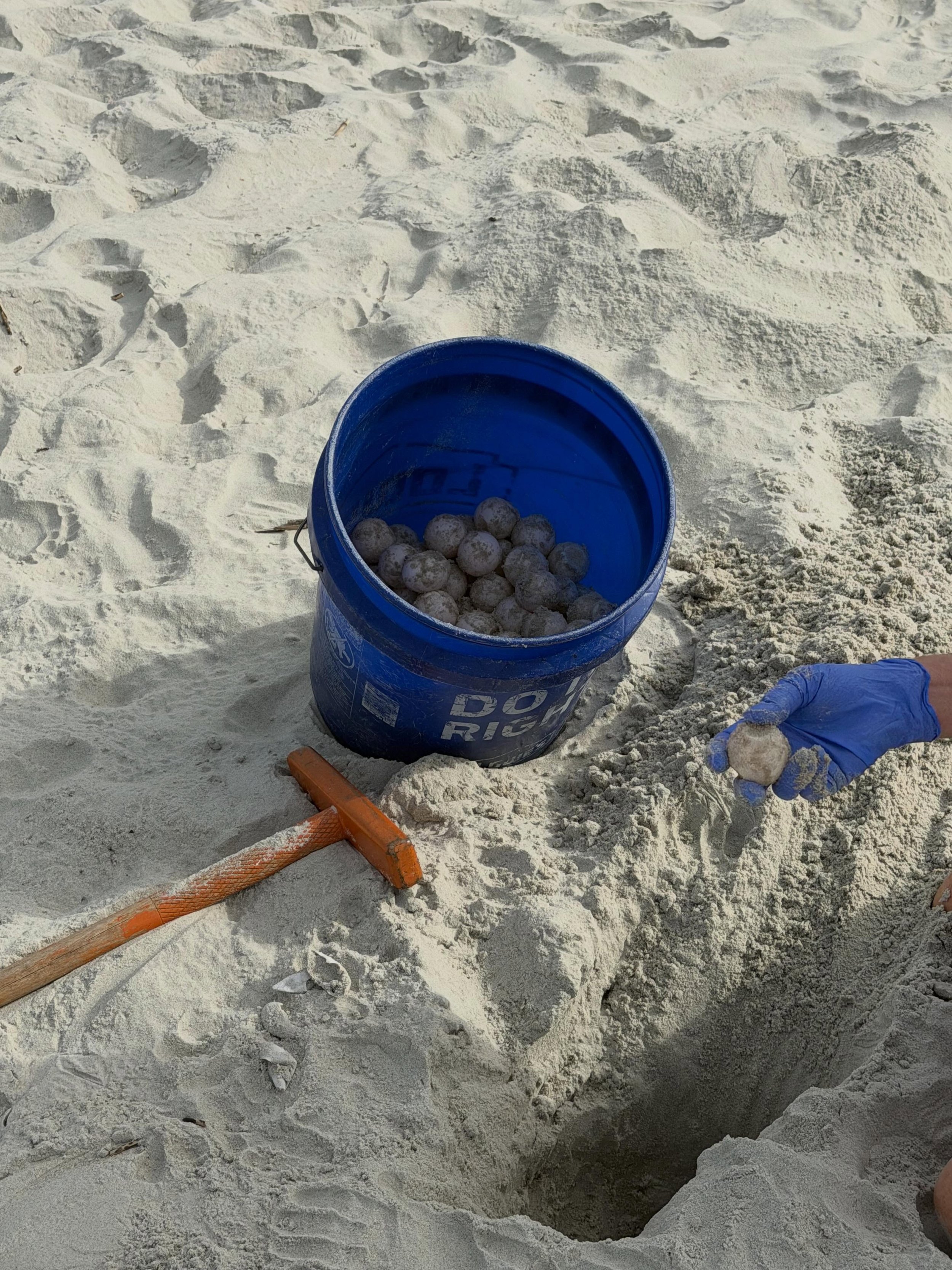 Some turtle trackers saw HHI Sea Turtle Patrol  staff moving a nest this morning. We got a close up view of the sea turtle eggs. This nest was moved because it was laid in the high tide area. We have more false crawls this year than nests laid.