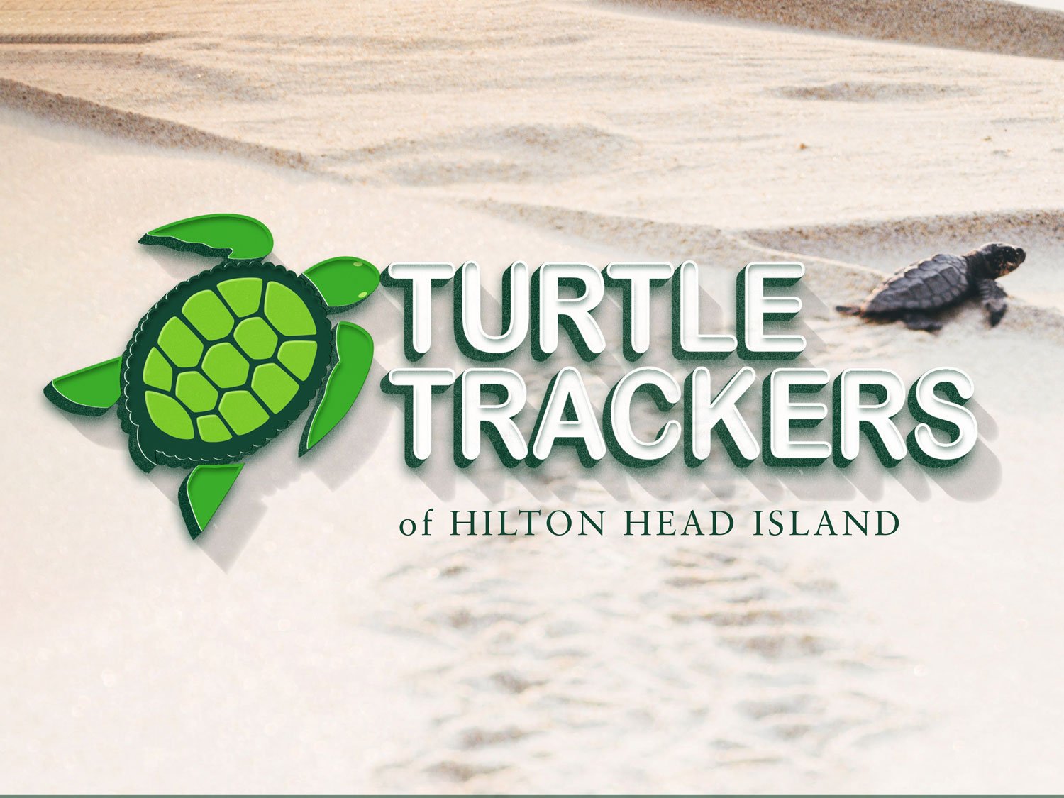 Dolphins, Sea Turtles, Horseshoe Crabs, Sand Dollars, AlligatorsSand  Dollars - Know the Difference! — Island Life HH - Hilton Head Island  Directory, Things to do in Hilton Head, Hilton Head rentals