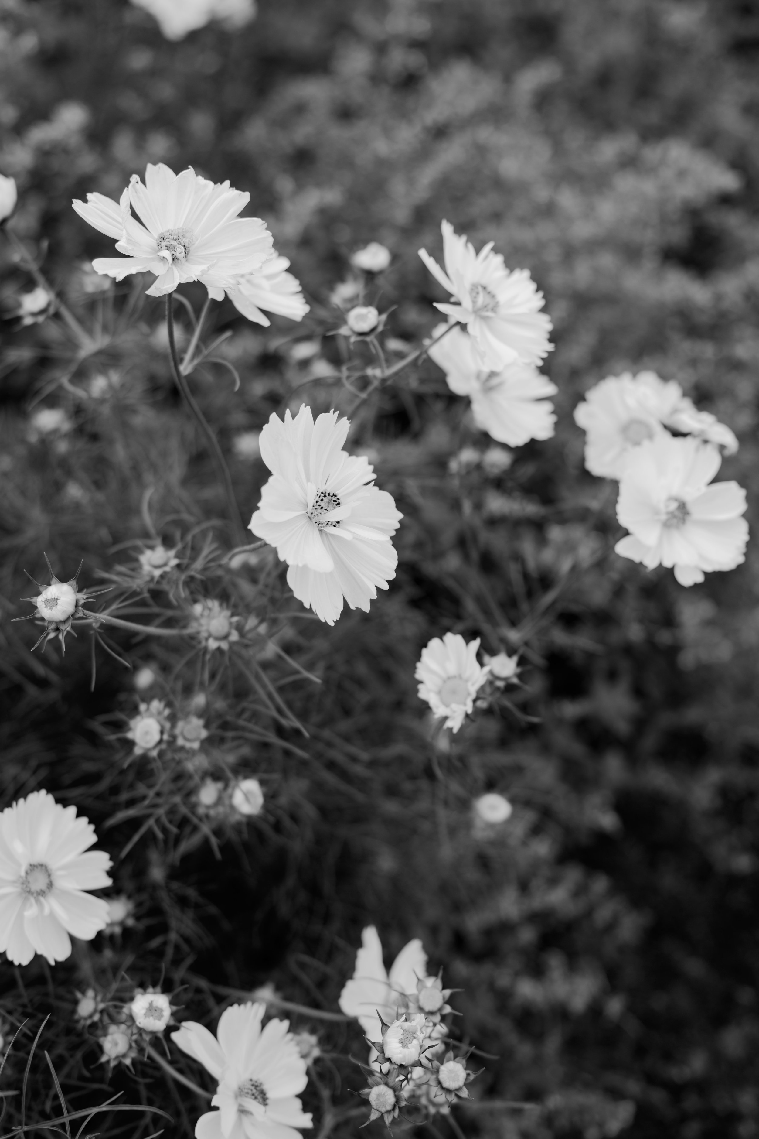 eandj-bw-13.jpg