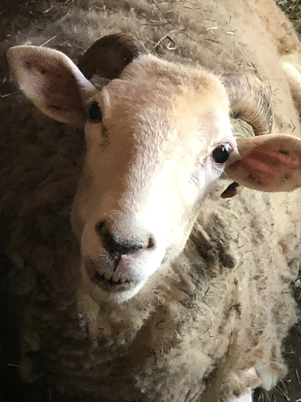 IMG_9707.jpeg?format=1000w