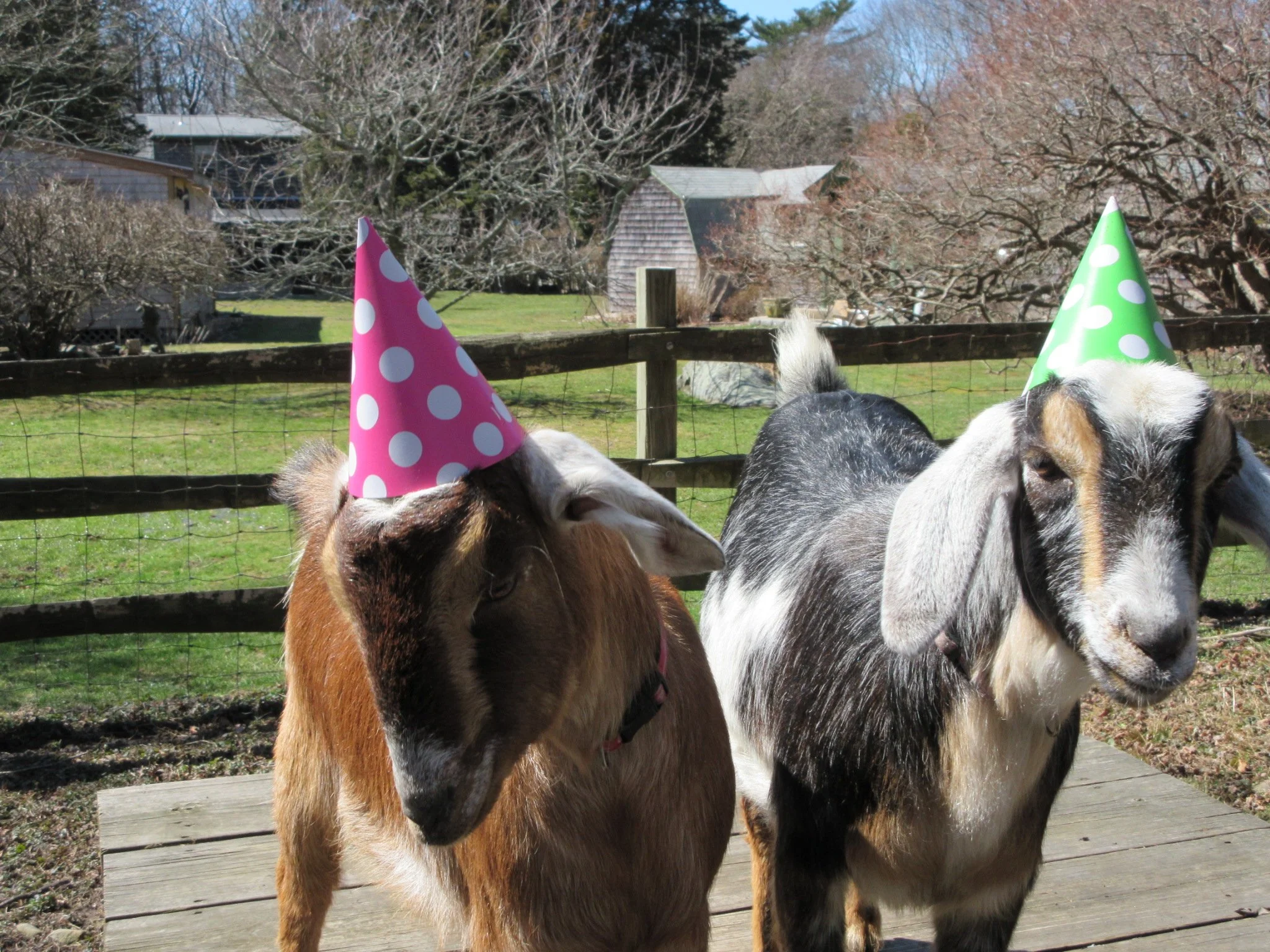 Birthday Parties Scituate, MA — Dalby Farm & Country Store