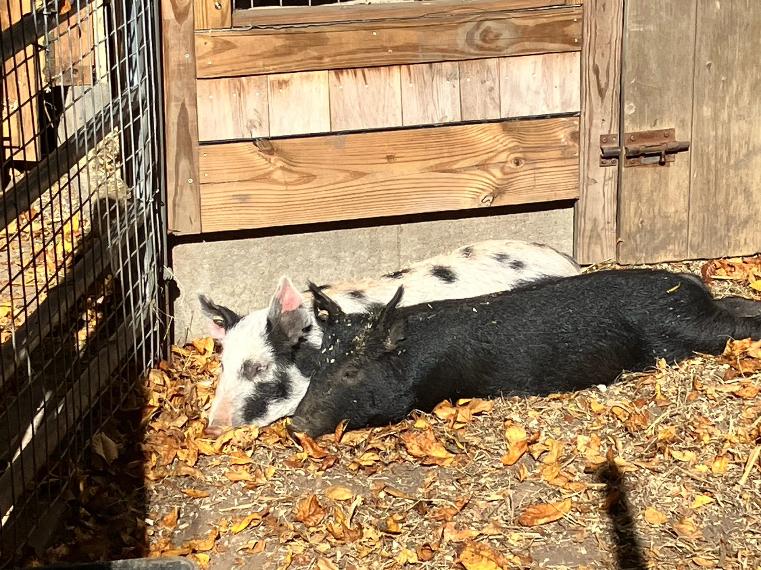 Shop for Pickles and Pablo!