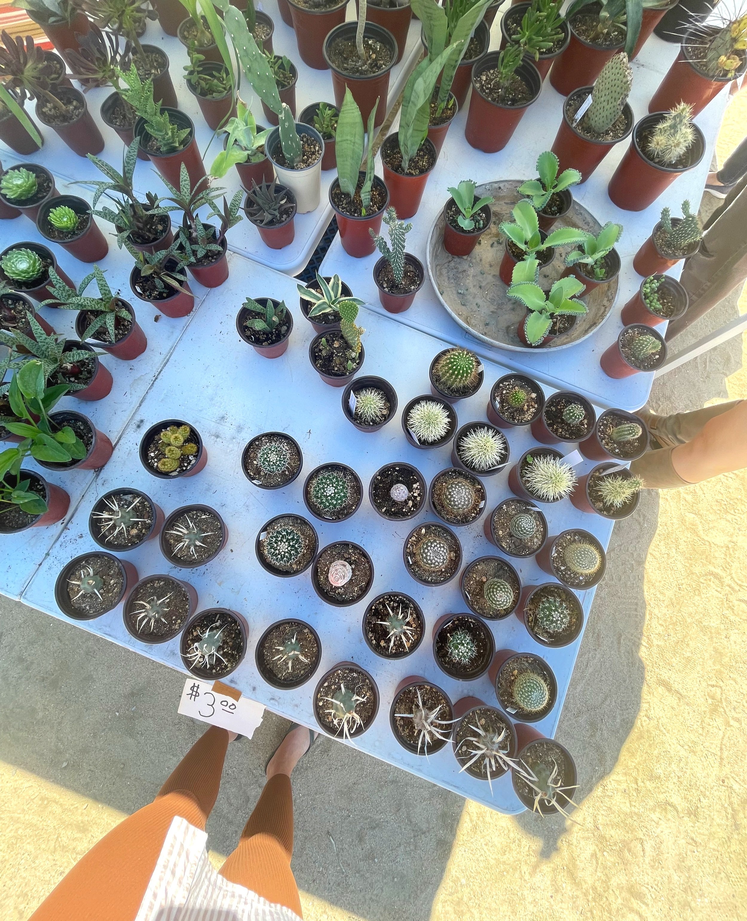 Cacti in Sky village Outdoor Market