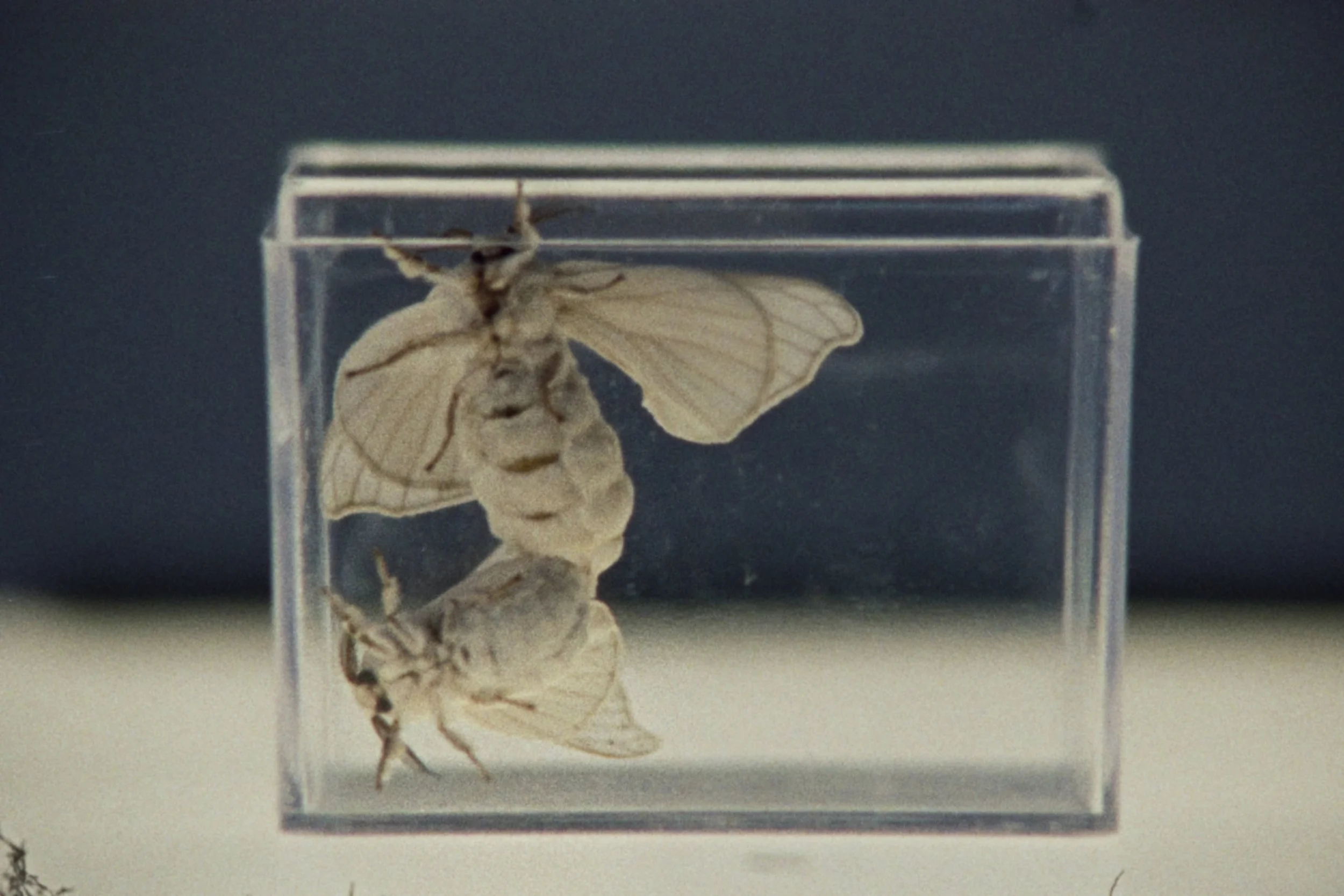 The Memorial (Unreleased)