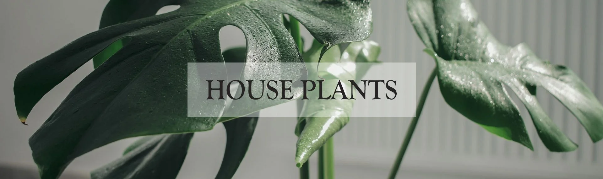 House Plants — Scenic Roots Garden Center Sandwich, MA