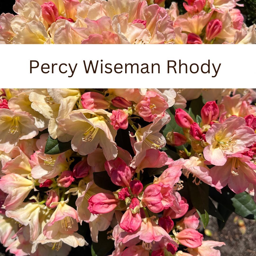 MY favorite rhododendron is in bloom at Scenic Roots now!  3ft tall x 4 ft wide. Buds are a dark pink, flowers open pink, turn to peachy yellow and then fade to a creamy white. The thick green leaves have velvety tan undersides.  This is a must have 