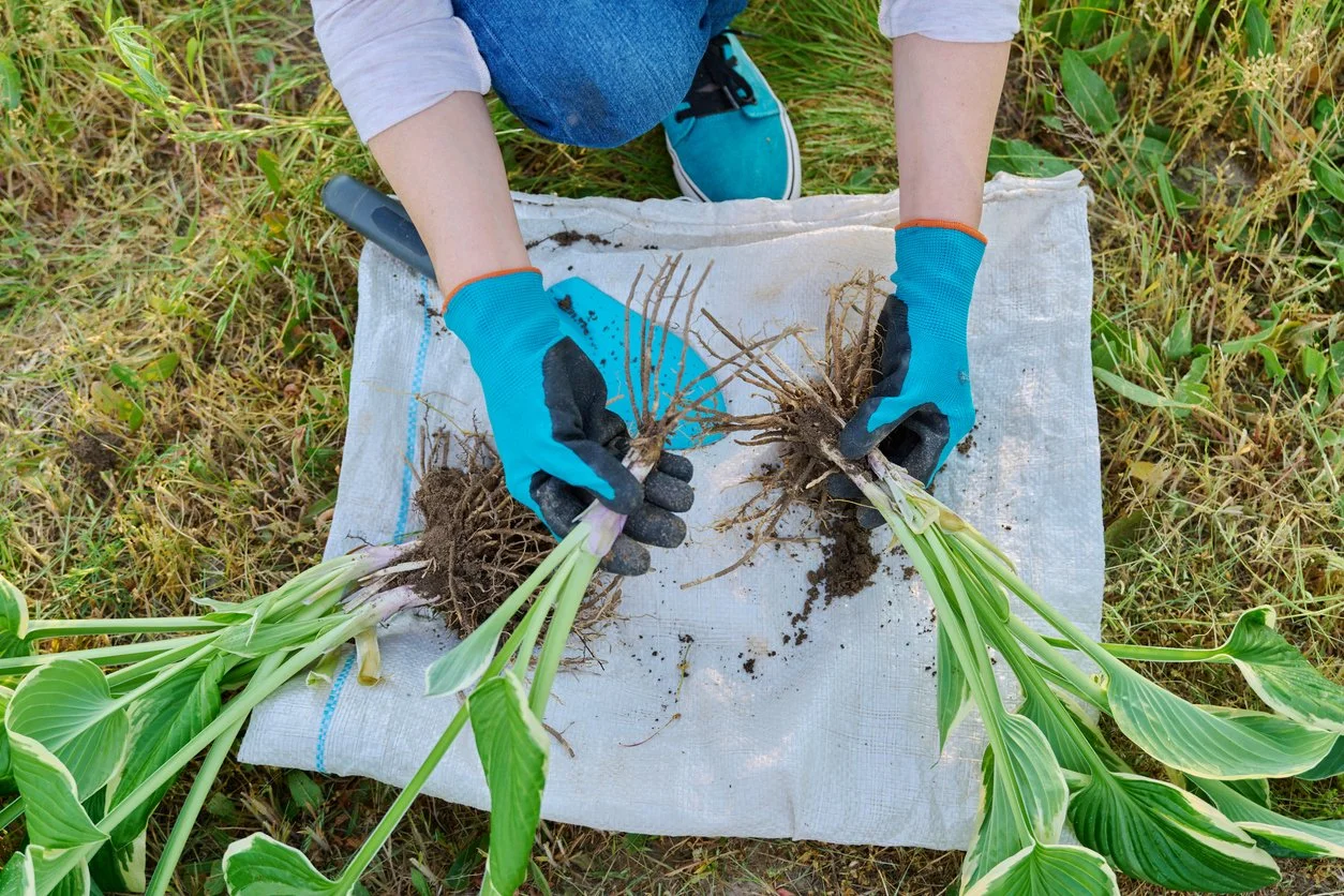 Top 5 perennials to divide in september