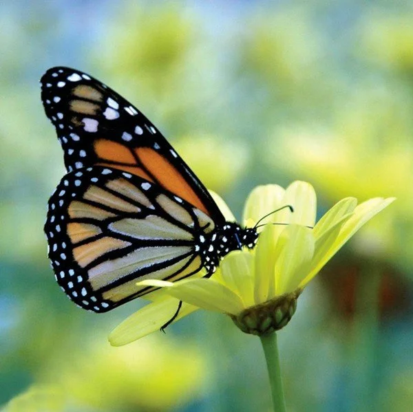 Build a Pollinator paradise in your own backyard
