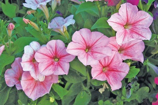 The secret to bigger blooms: deadheading, pruning &amp; Pinching explained